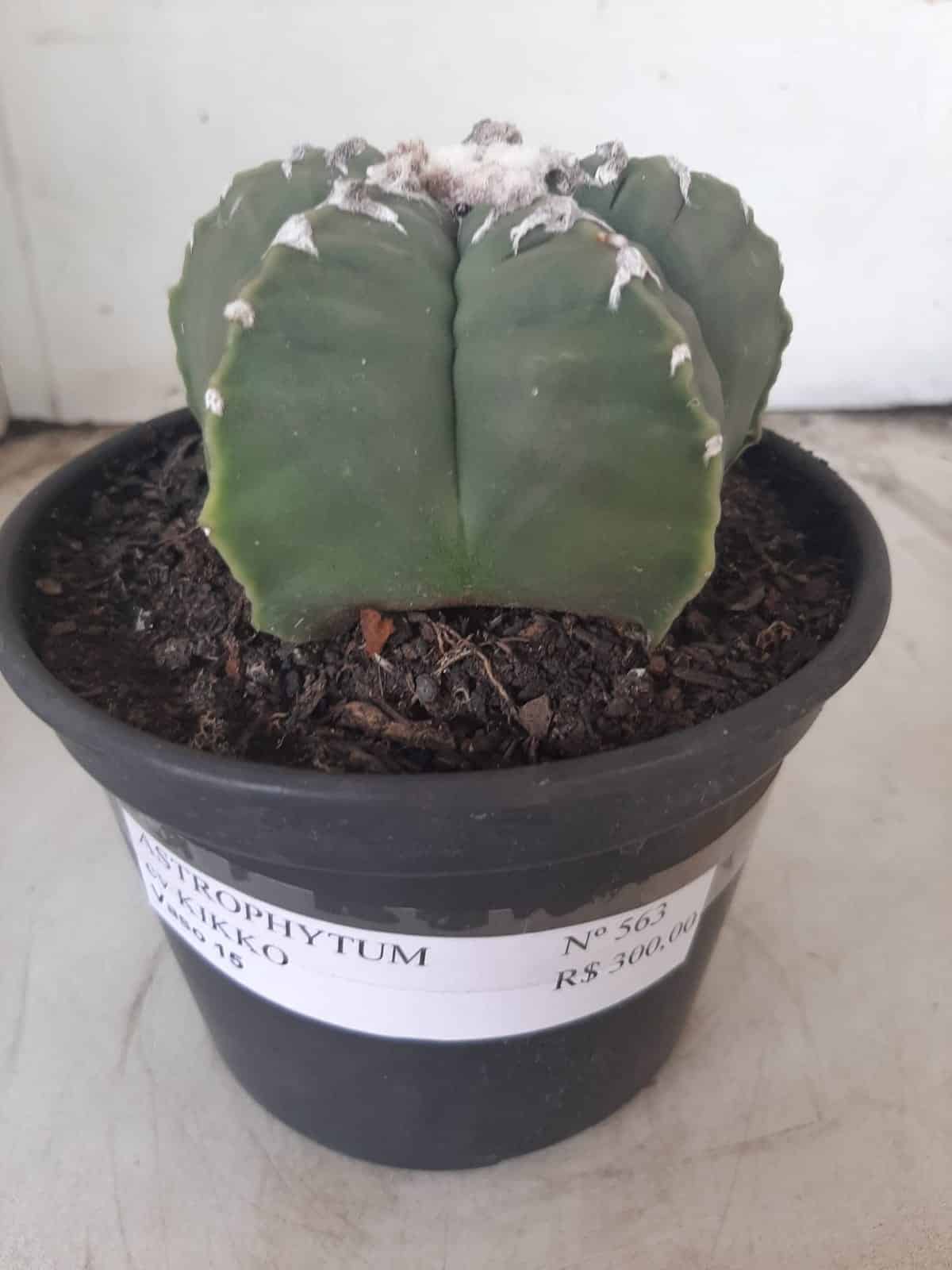 MATRIZ ASTROPHYTUM cv KIKKO Nº 563 – vaso 15