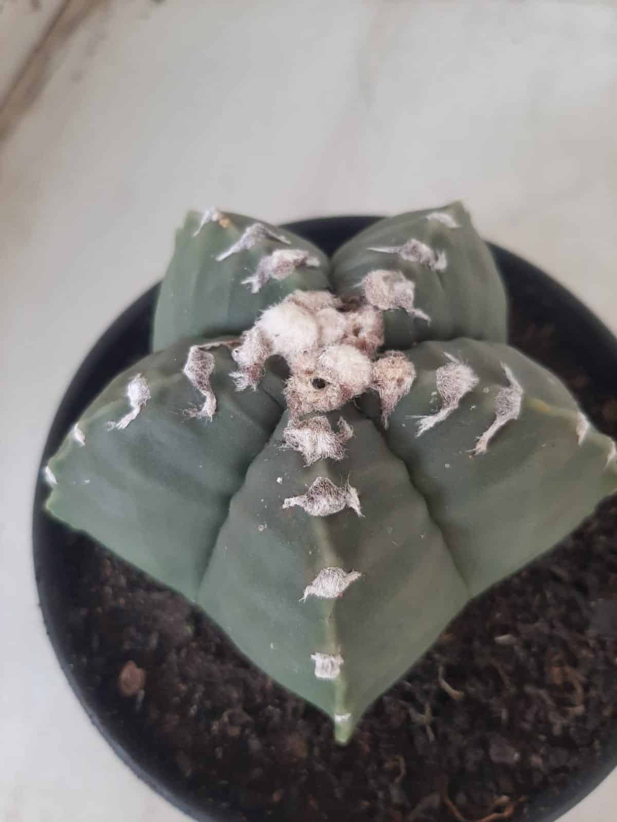 MATRIZ ASTROPHYTUM cv KIKKO Nº 563 – vaso 15