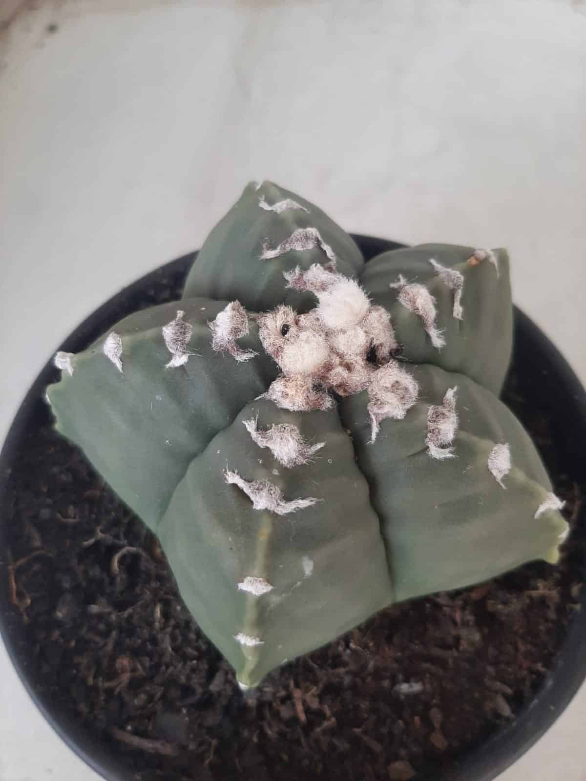 MATRIZ ASTROPHYTUM cv KIKKO Nº 563 – vaso 15