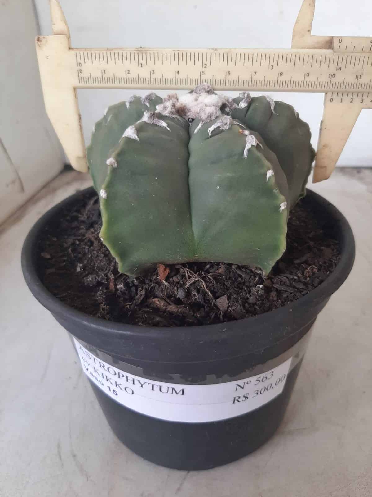 MATRIZ ASTROPHYTUM cv KIKKO Nº 563 – vaso 15