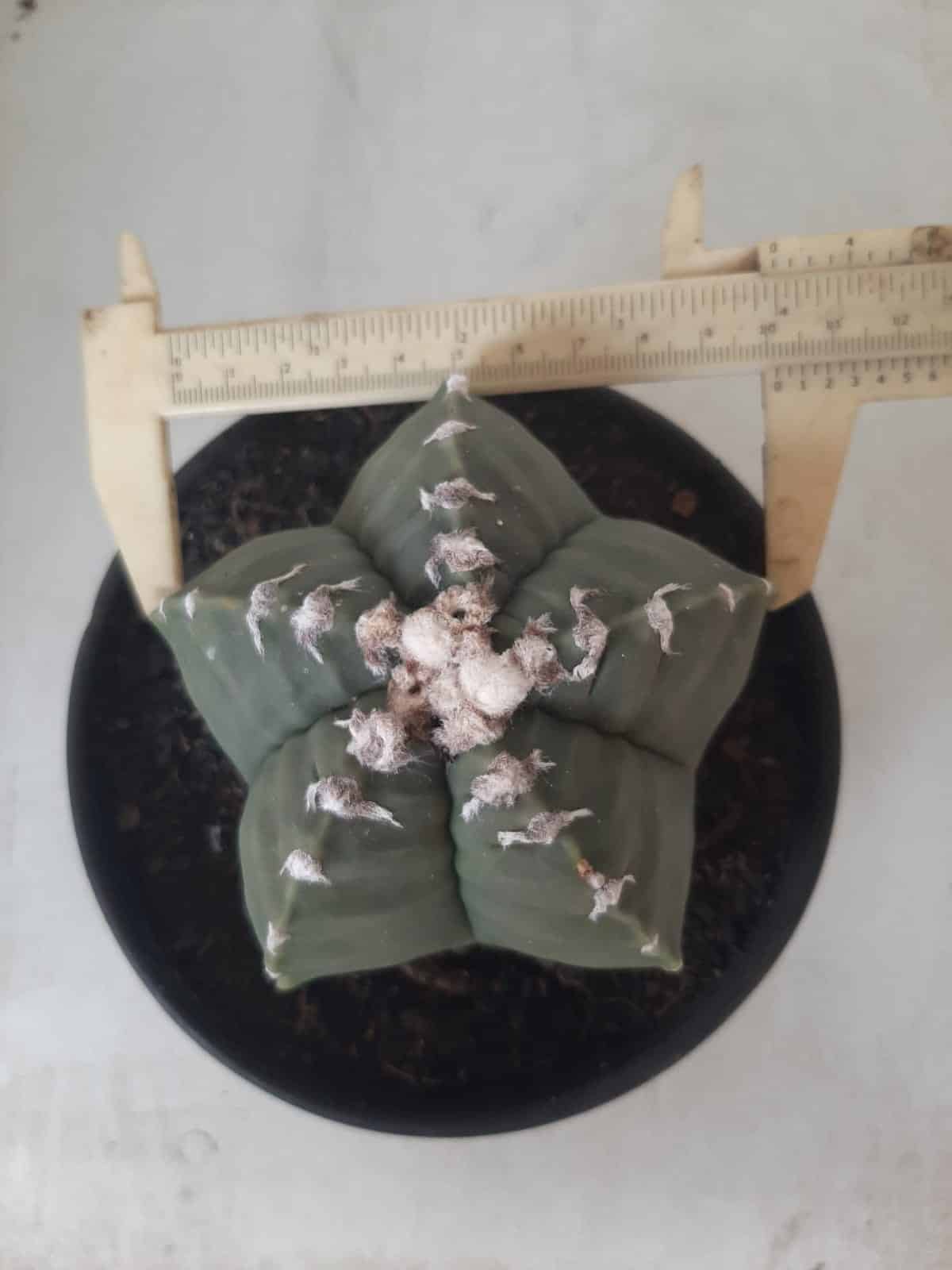 MATRIZ ASTROPHYTUM cv KIKKO Nº 563 – vaso 15