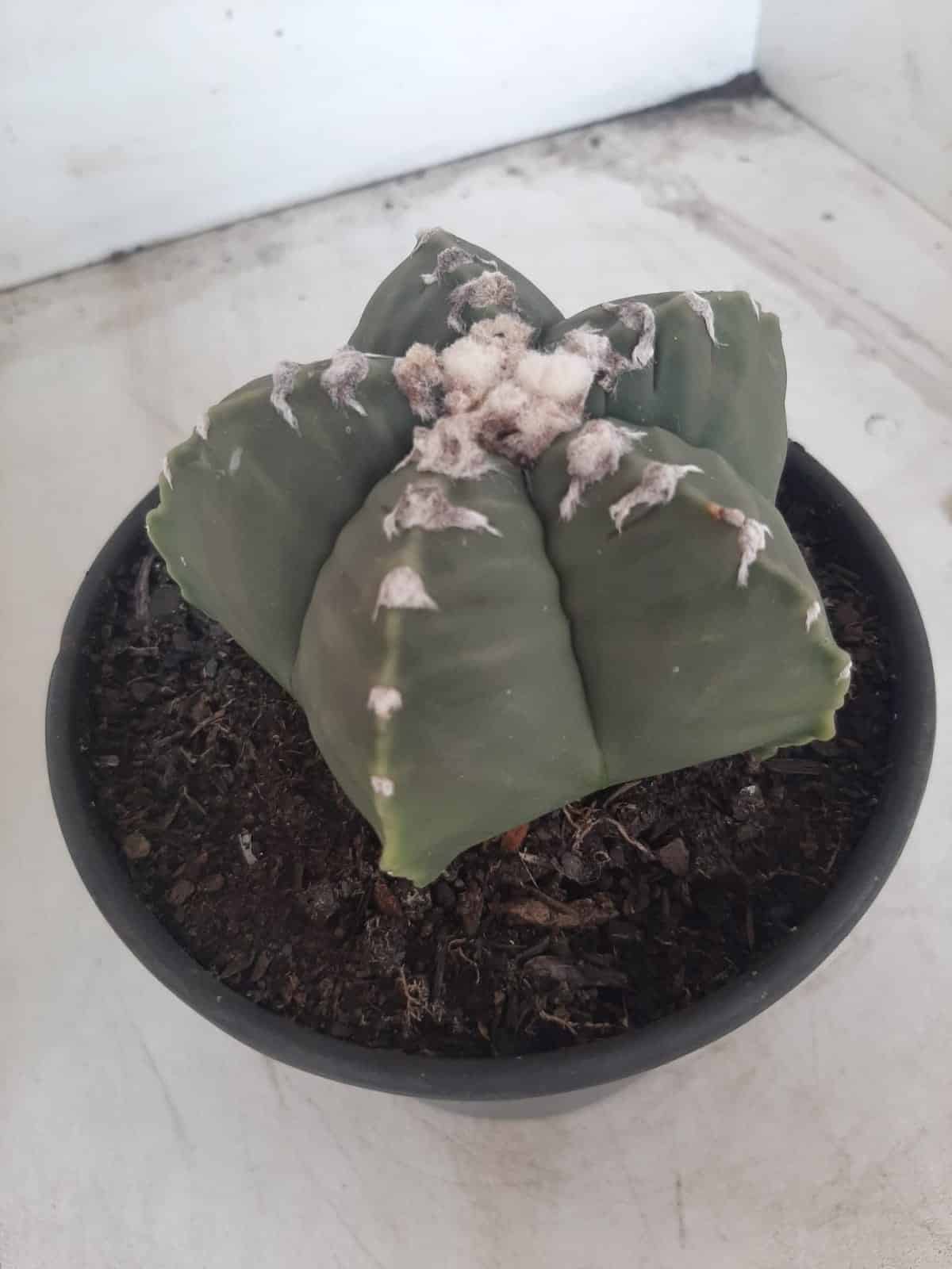 MATRIZ ASTROPHYTUM cv KIKKO Nº 563 – vaso 15