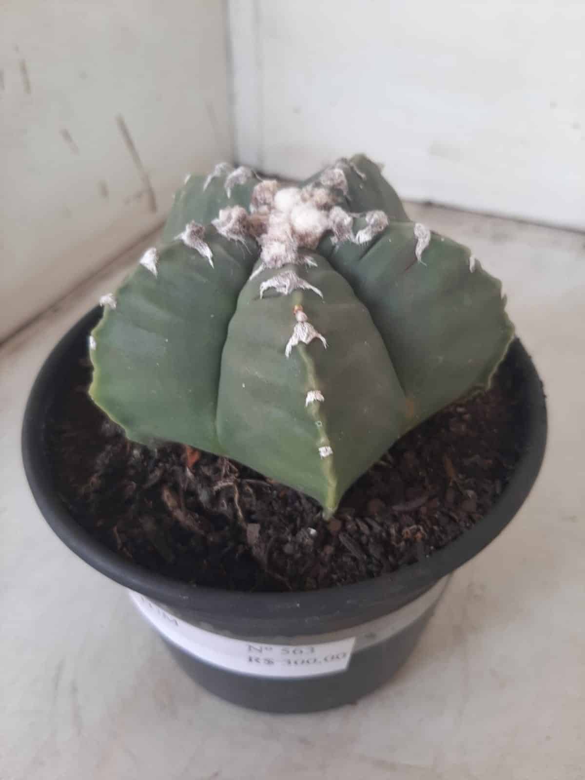 MATRIZ ASTROPHYTUM cv KIKKO Nº 563 – vaso 15