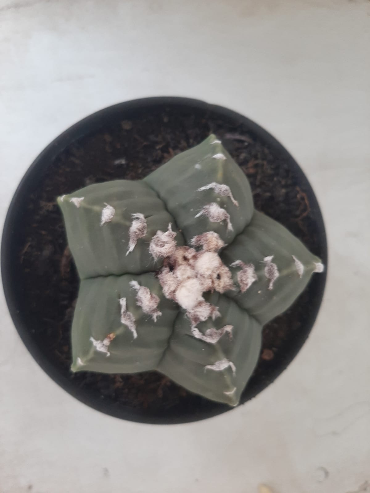 MATRIZ ASTROPHYTUM cv KIKKO Nº 563 – vaso 15
