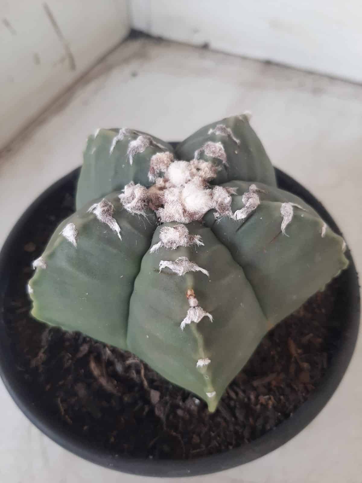 MATRIZ ASTROPHYTUM cv KIKKO Nº 563 – vaso 15