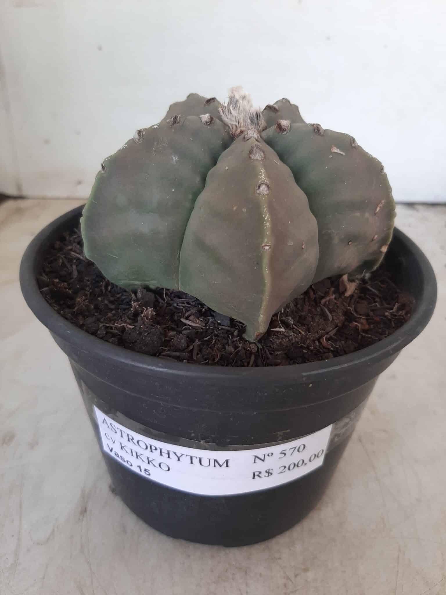 MATRIZ ASTROPHYTUM cv KIKKO Nº 570 – vaso 15