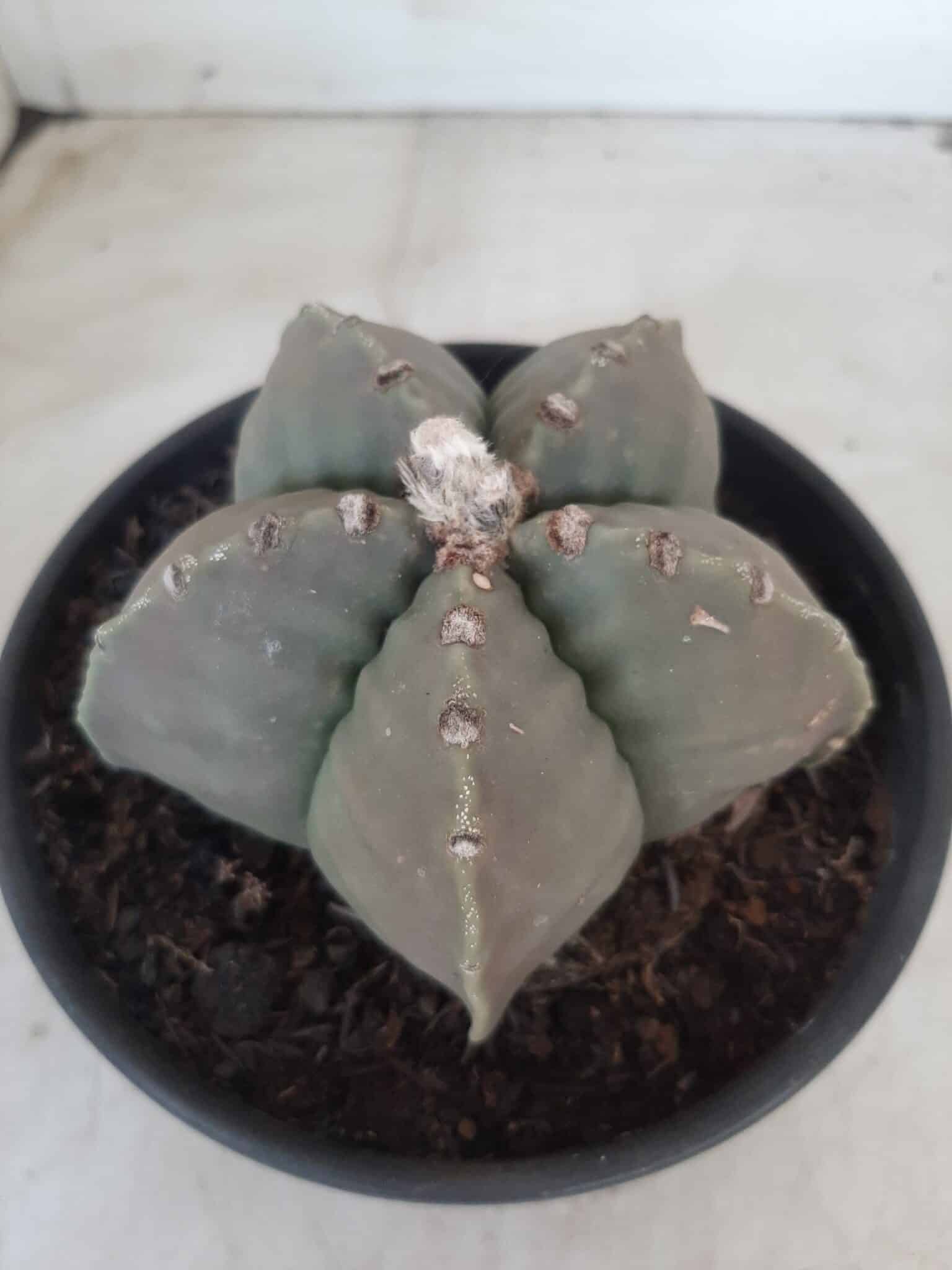MATRIZ ASTROPHYTUM cv KIKKO Nº 570 – vaso 15
