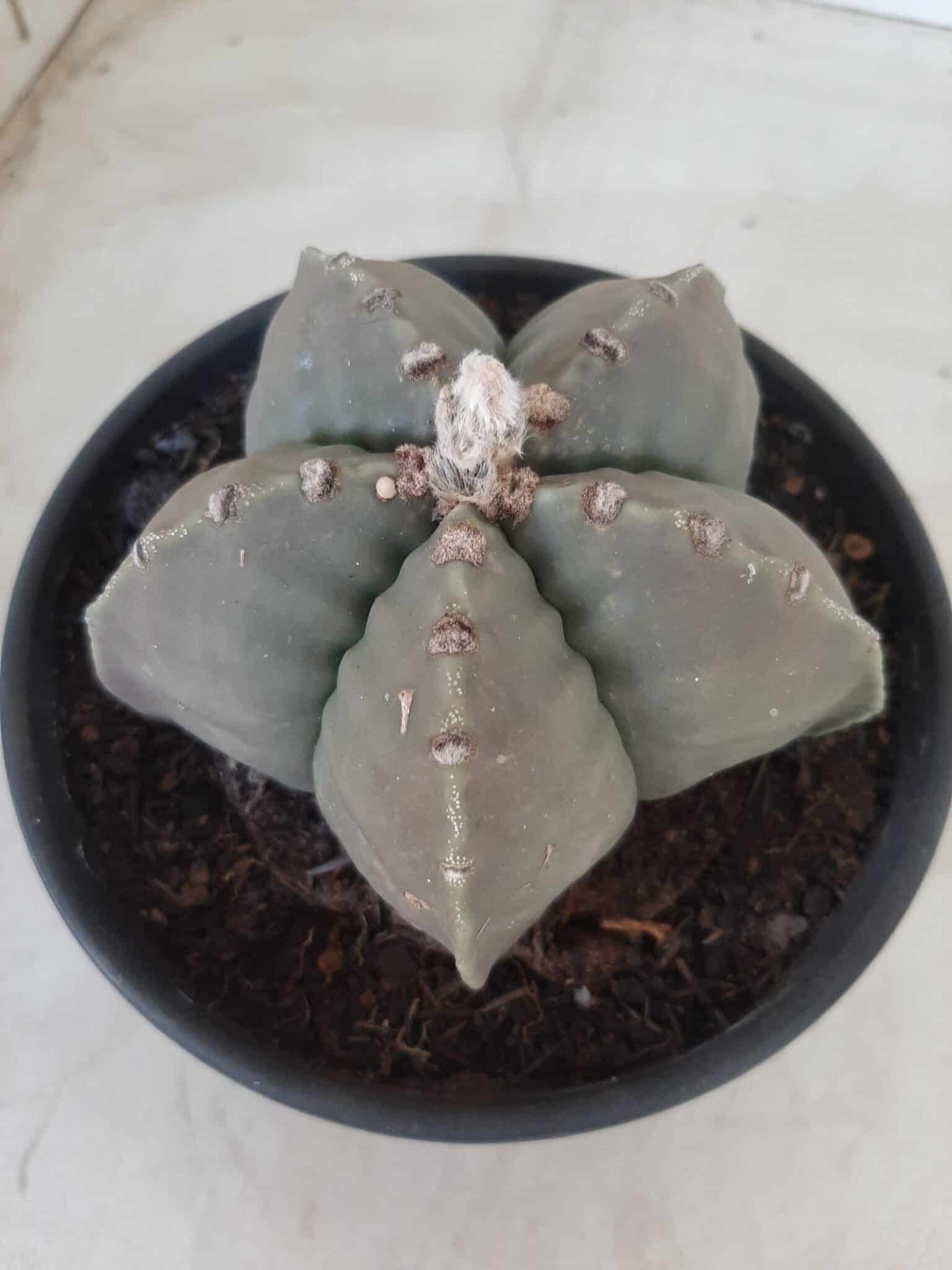 MATRIZ ASTROPHYTUM cv KIKKO Nº 570 – vaso 15