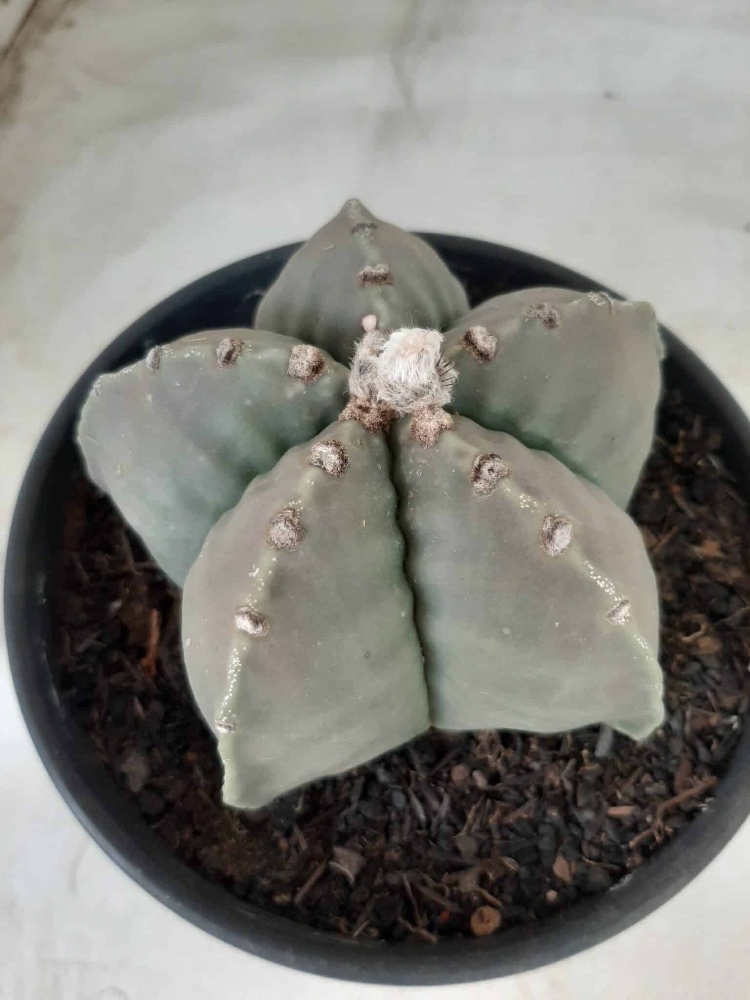 MATRIZ ASTROPHYTUM cv KIKKO Nº 570 – vaso 15
