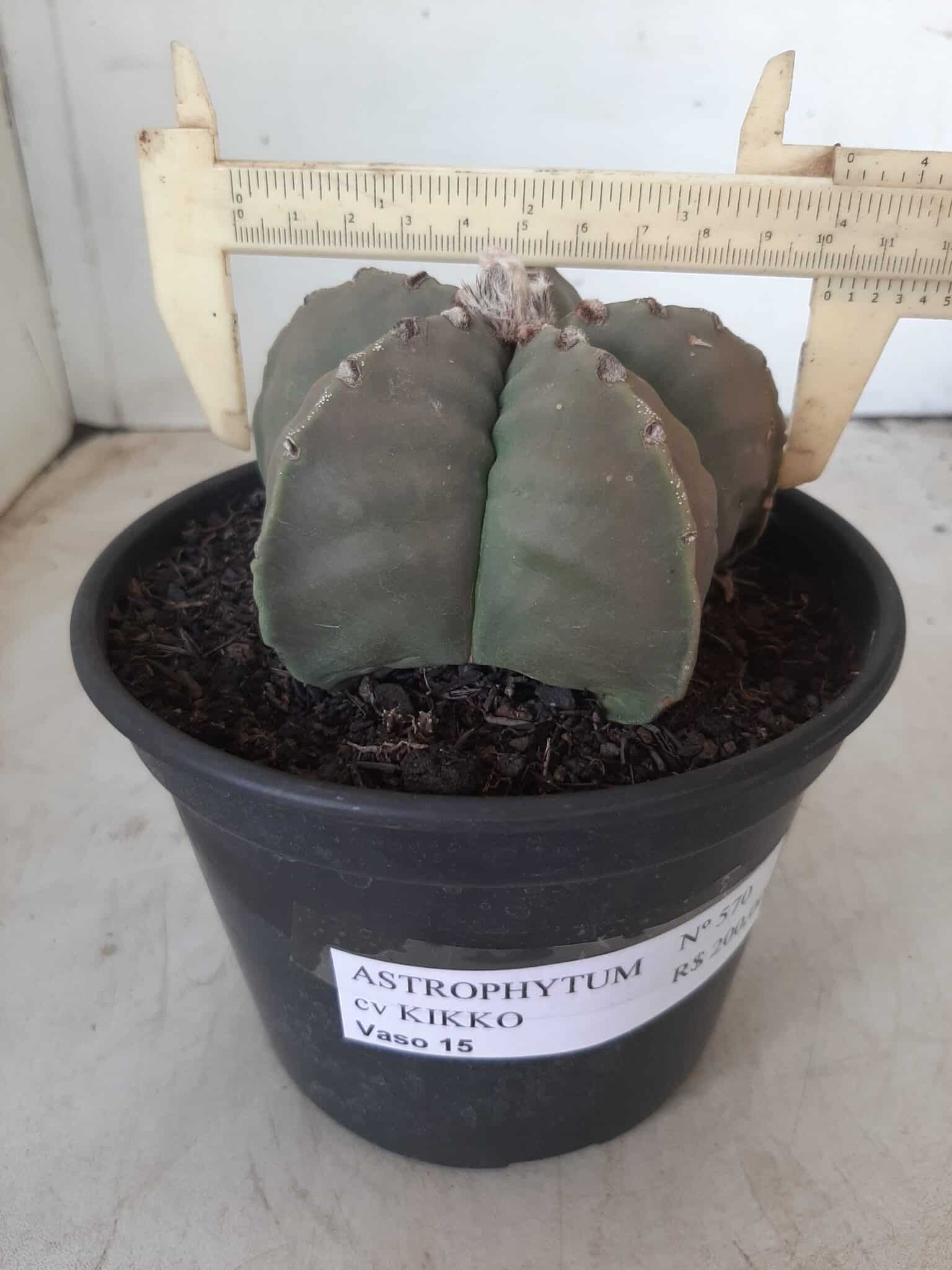 MATRIZ ASTROPHYTUM cv KIKKO Nº 570 – vaso 15