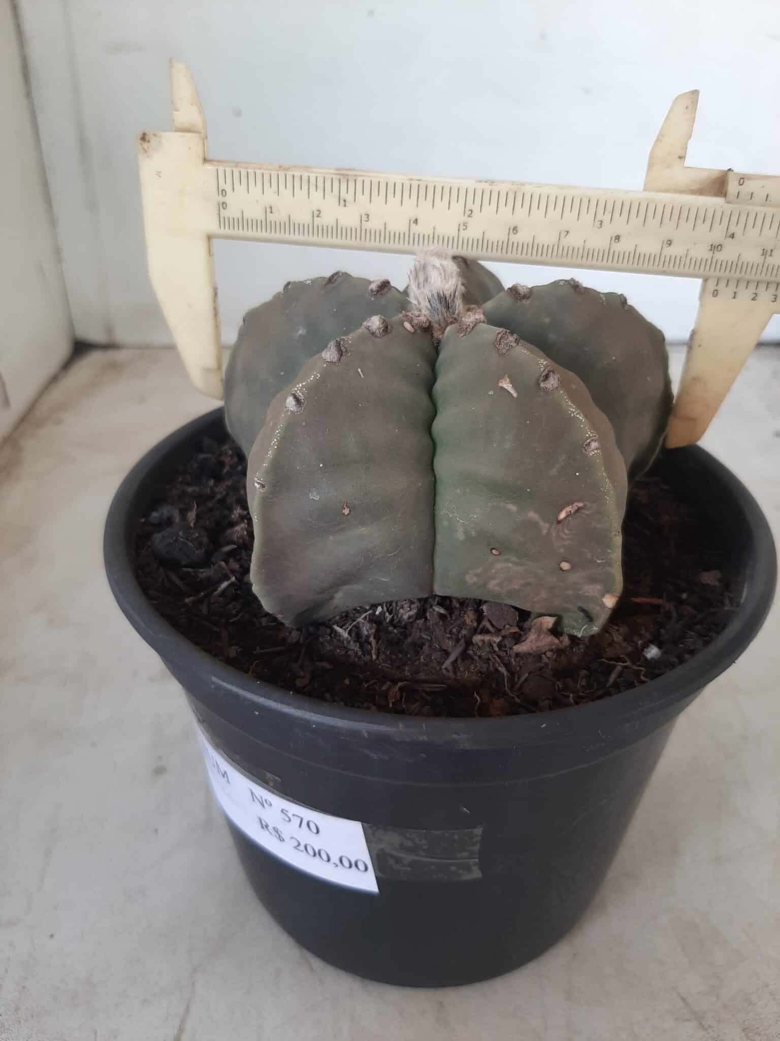 MATRIZ ASTROPHYTUM cv KIKKO Nº 570 – vaso 15