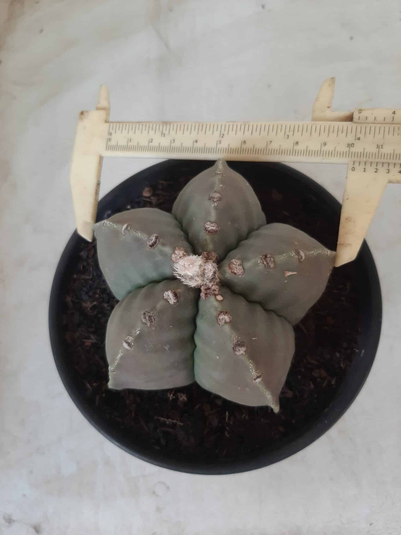 MATRIZ ASTROPHYTUM cv KIKKO Nº 570 – vaso 15