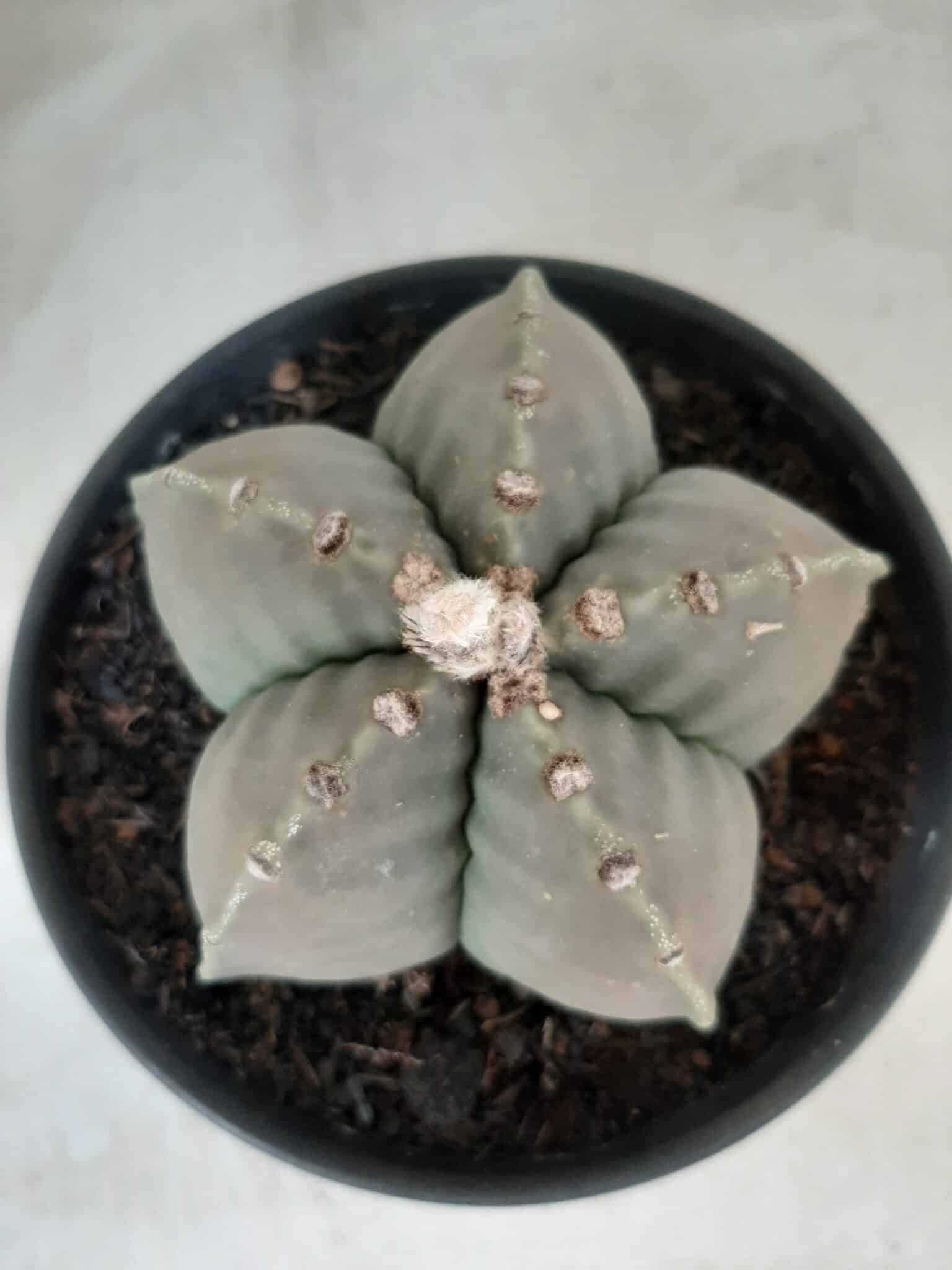 MATRIZ ASTROPHYTUM cv KIKKO Nº 570 – vaso 15