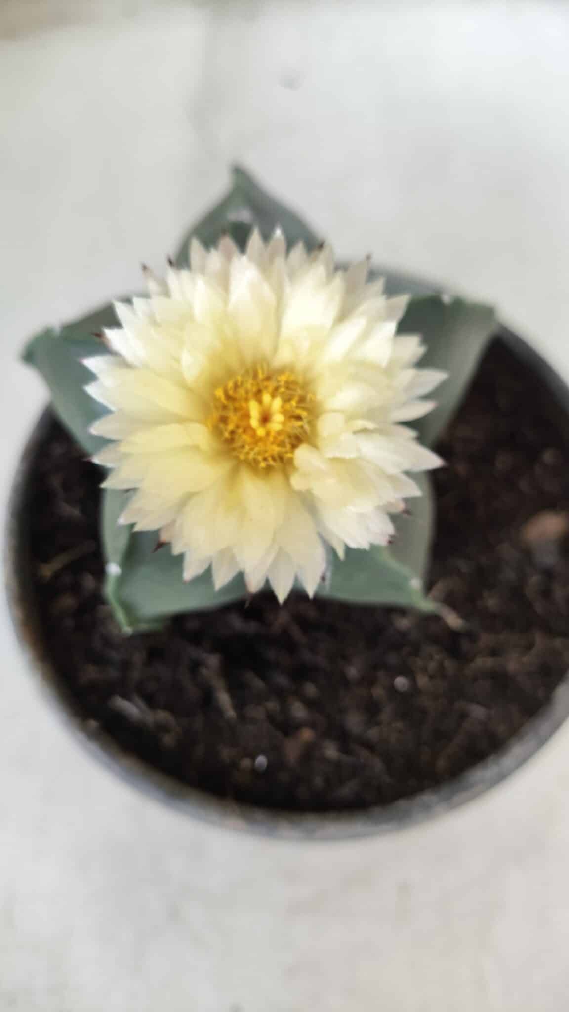 MATRIZ ASTROPHYTUM cv KIKKO Nº 650 – vaso 15