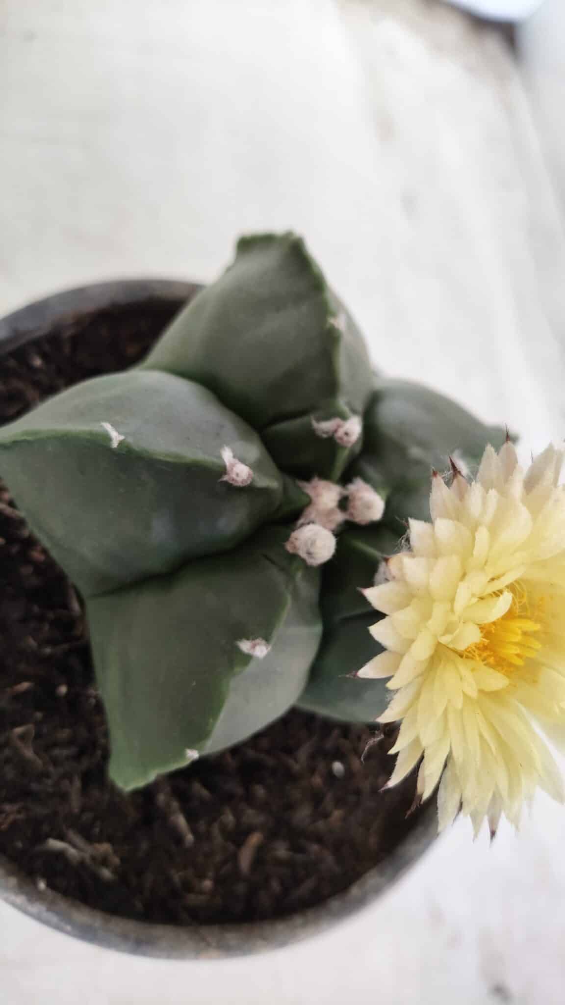 MATRIZ ASTROPHYTUM cv KIKKO Nº 650 – vaso 15