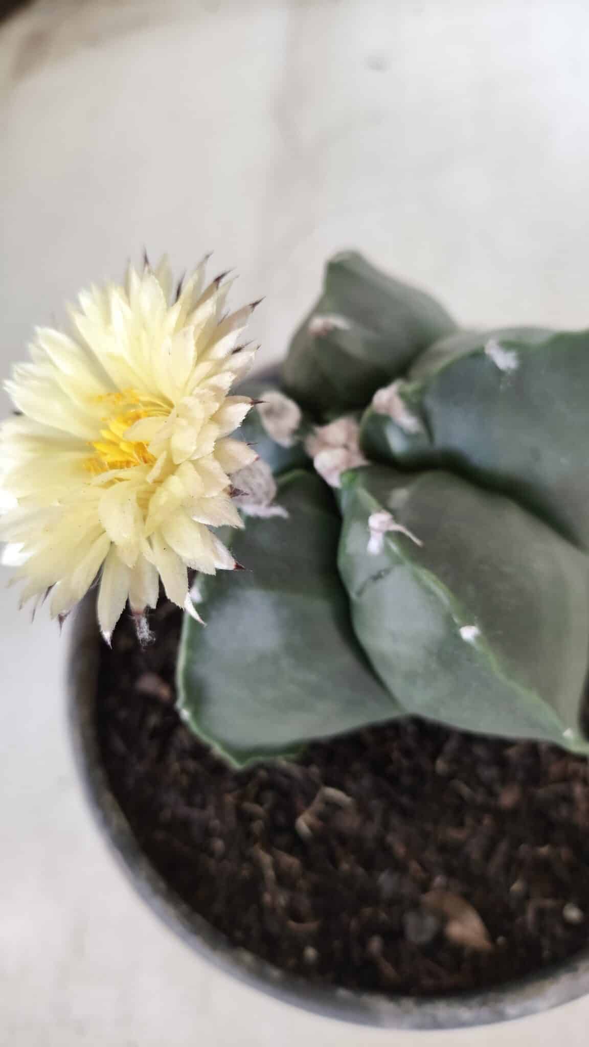 MATRIZ ASTROPHYTUM cv KIKKO Nº 650 – vaso 15