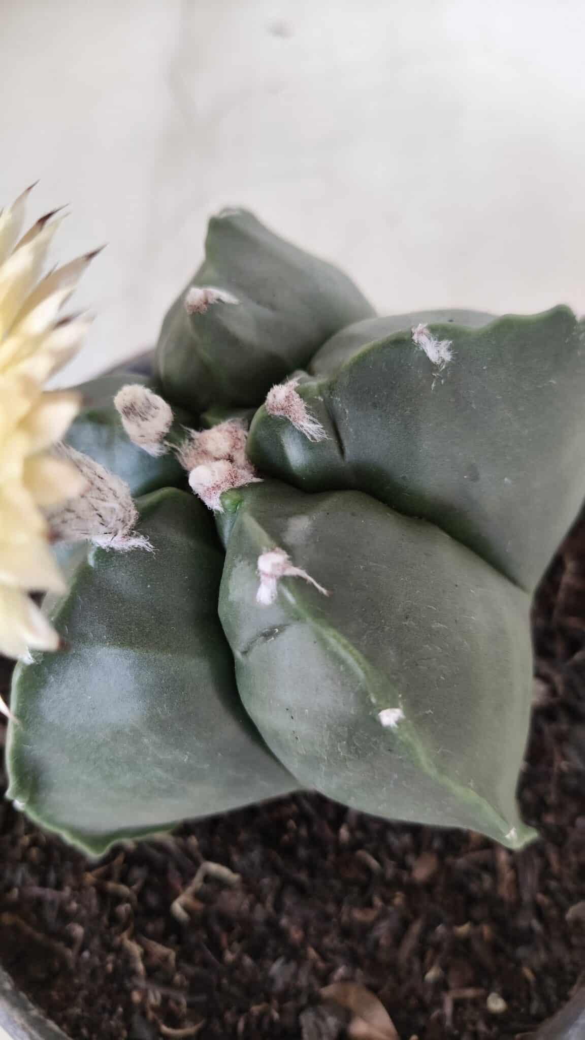 MATRIZ ASTROPHYTUM cv KIKKO Nº 650 – vaso 15