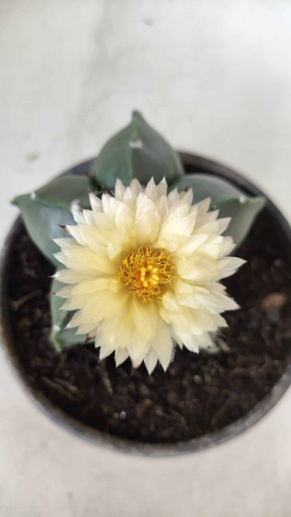 MATRIZ ASTROPHYTUM cv KIKKO Nº 650 – vaso 15