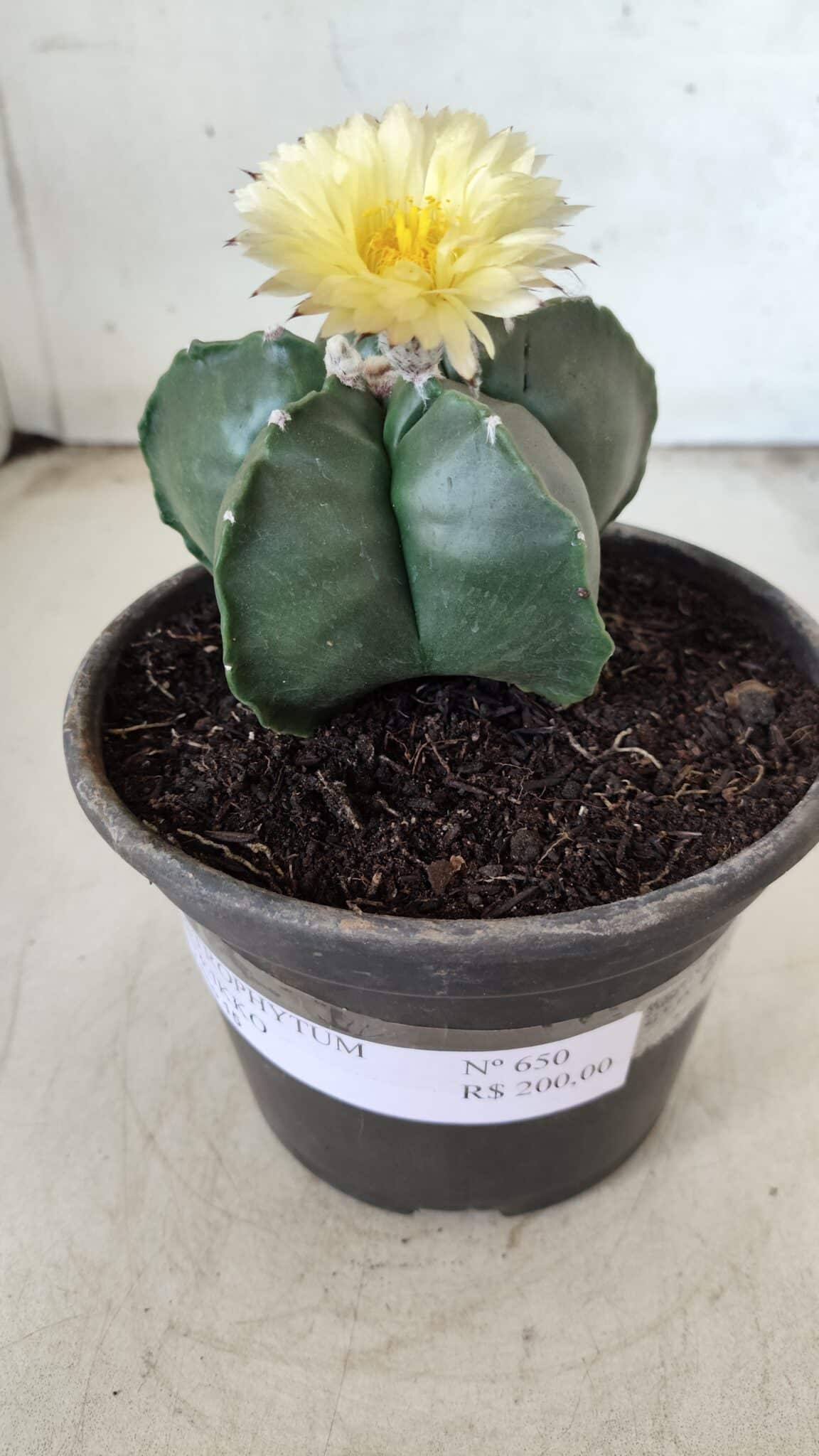MATRIZ ASTROPHYTUM cv KIKKO Nº 650 – vaso 15