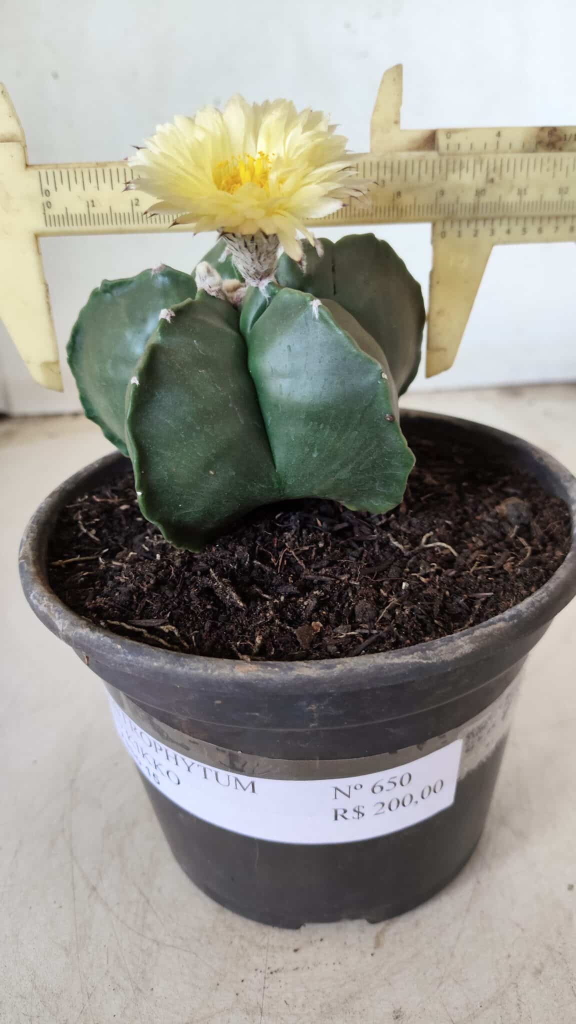 MATRIZ ASTROPHYTUM cv KIKKO Nº 650 – vaso 15