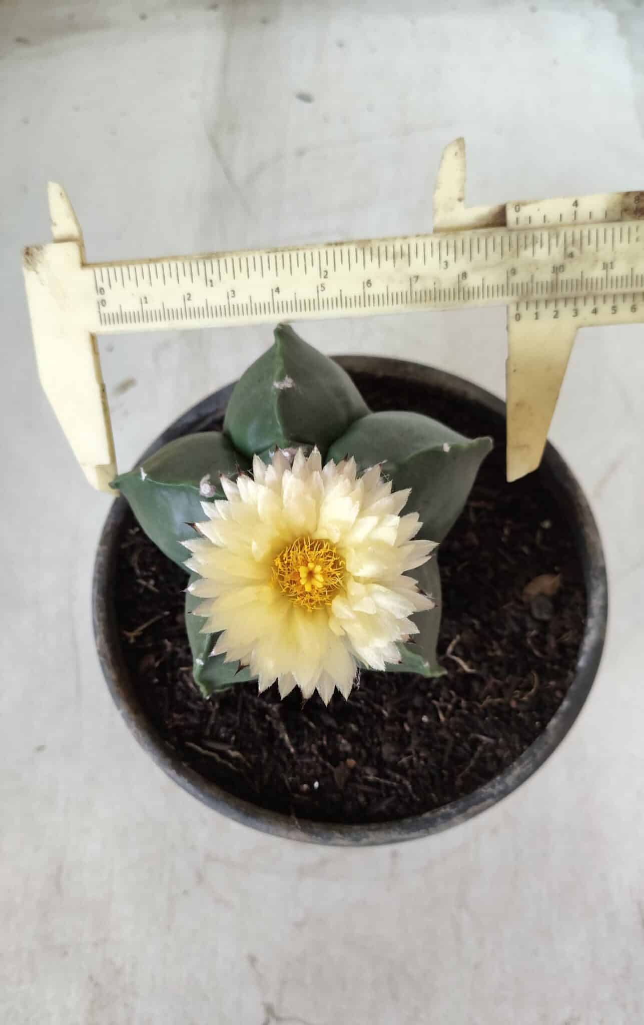 MATRIZ ASTROPHYTUM cv KIKKO Nº 650 – vaso 15