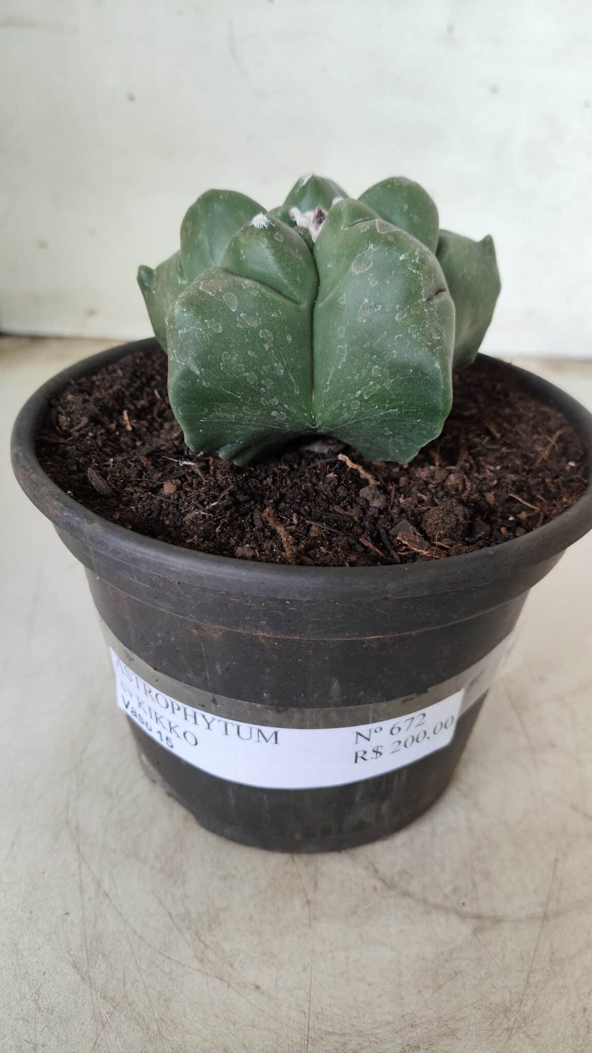 MATRIZ ASTROPHYTUM cv KIKKO Nº 672 – vaso 15