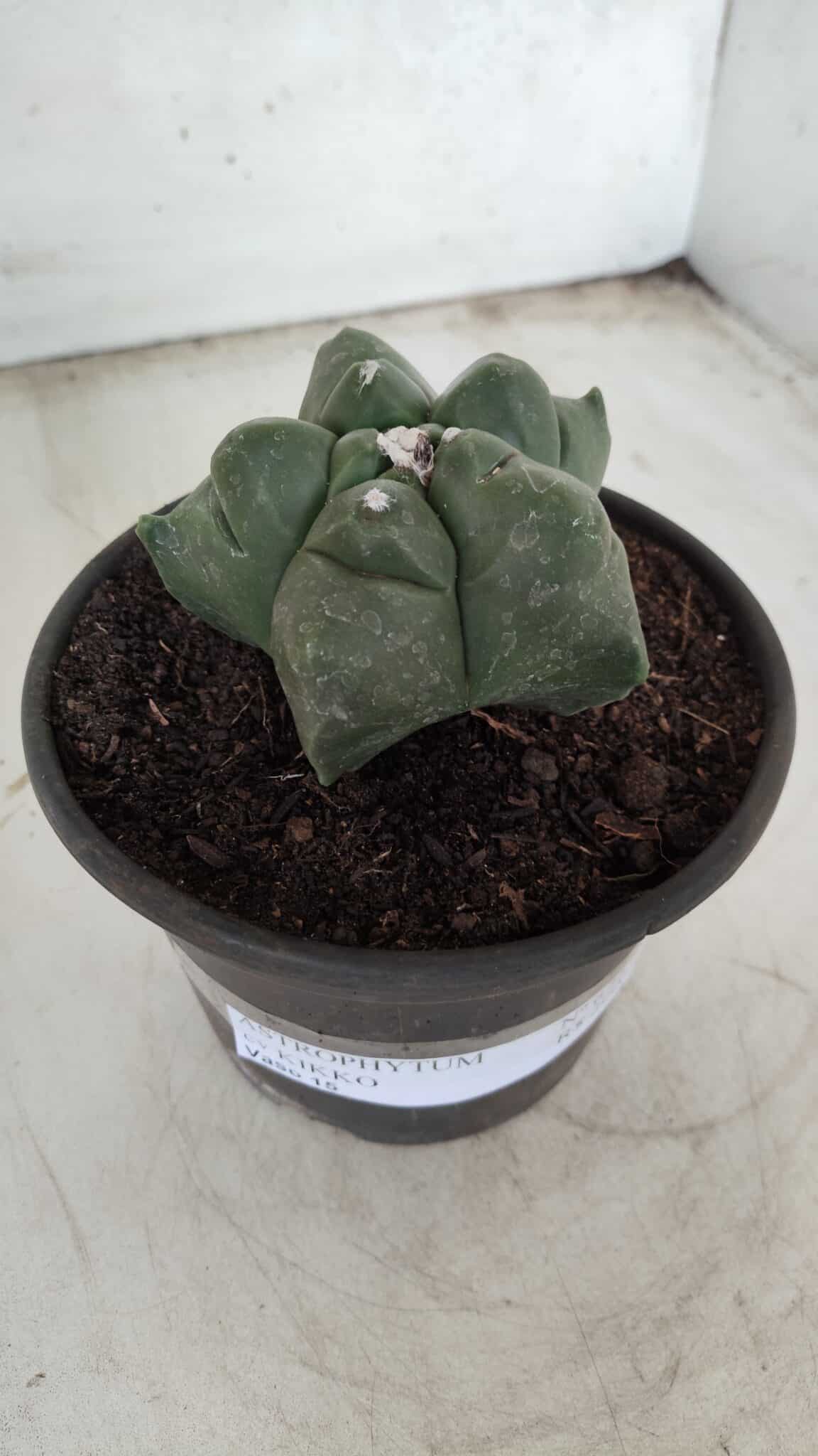 MATRIZ ASTROPHYTUM cv KIKKO Nº 672 – vaso 15