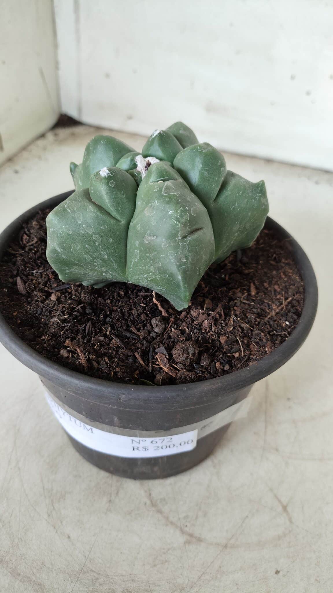 MATRIZ ASTROPHYTUM cv KIKKO Nº 672 – vaso 15