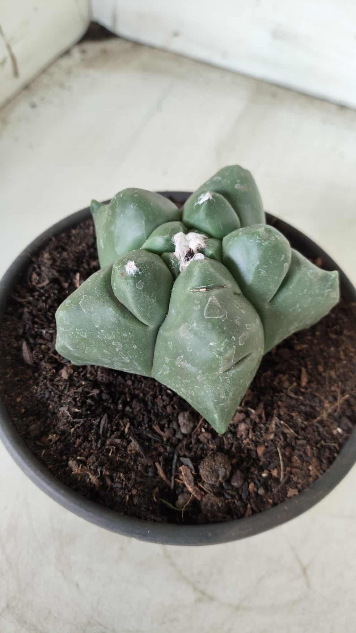 MATRIZ ASTROPHYTUM cv KIKKO Nº 672 – vaso 15