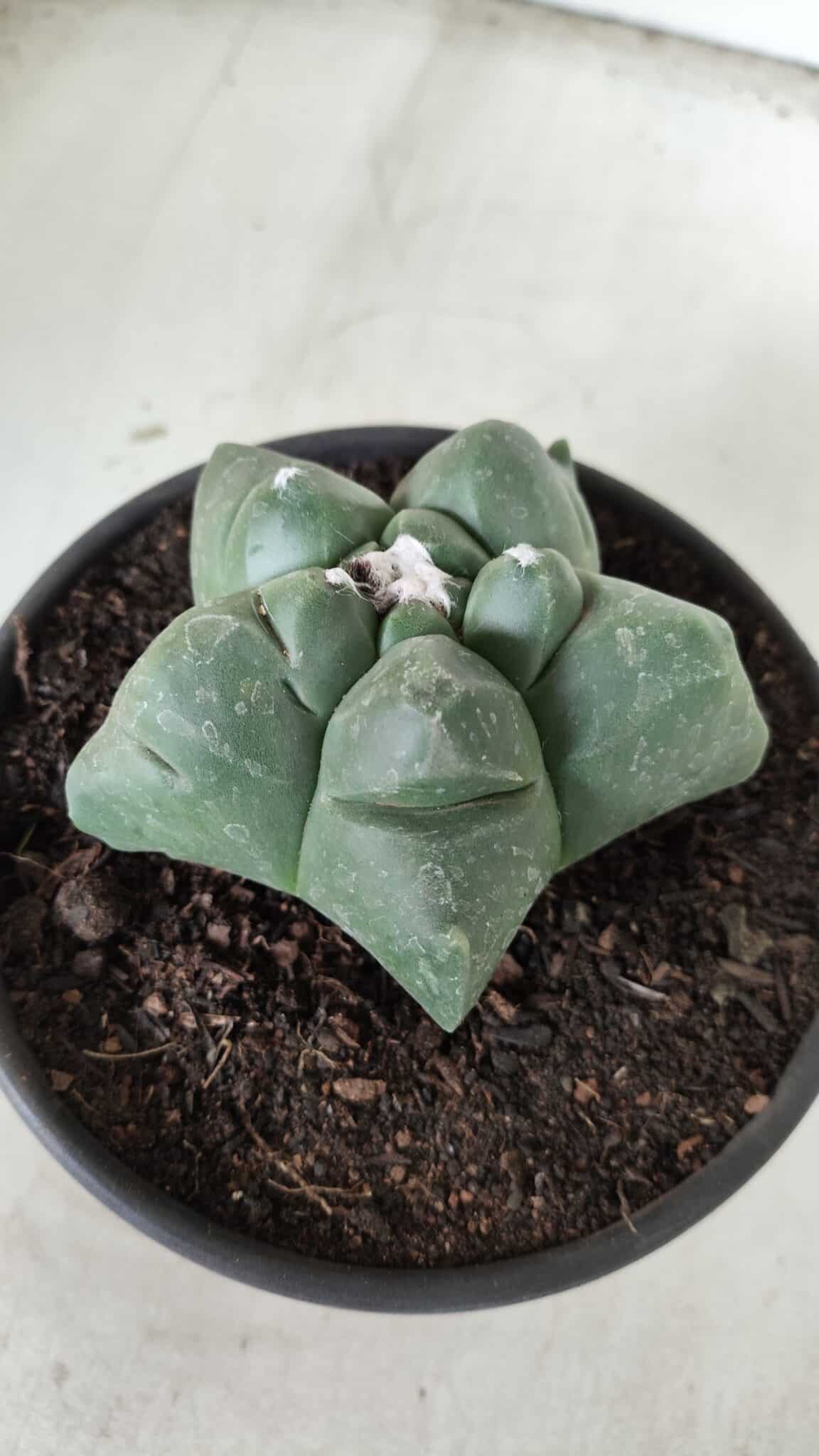 MATRIZ ASTROPHYTUM cv KIKKO Nº 672 – vaso 15