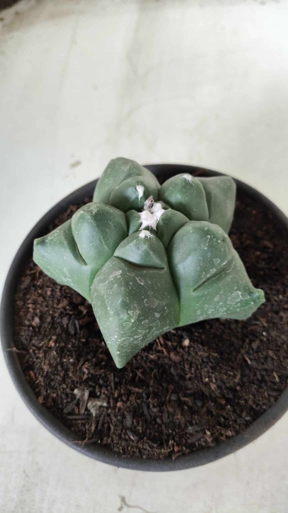 MATRIZ ASTROPHYTUM cv KIKKO Nº 672 – vaso 15