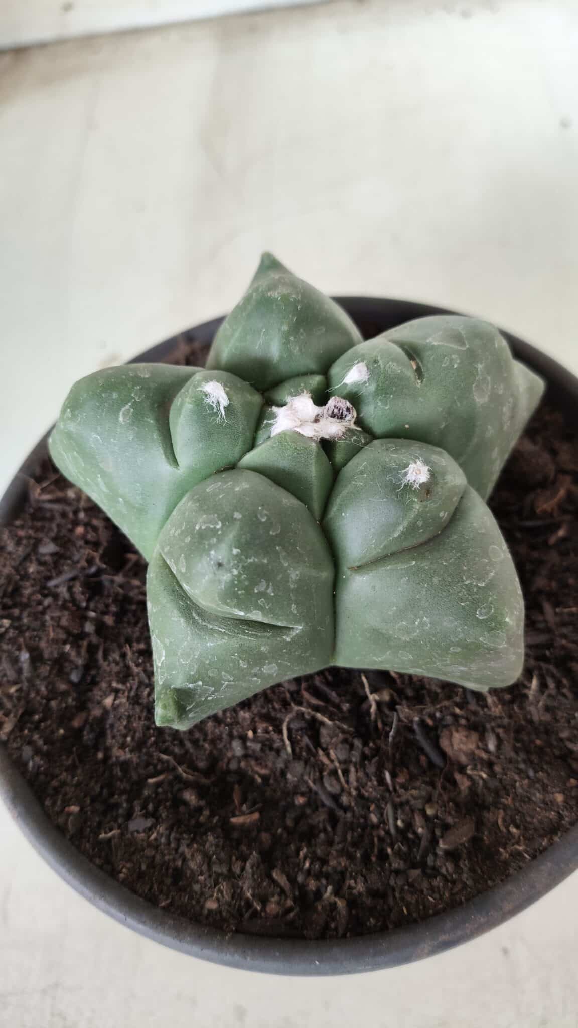 MATRIZ ASTROPHYTUM cv KIKKO Nº 672 – vaso 15