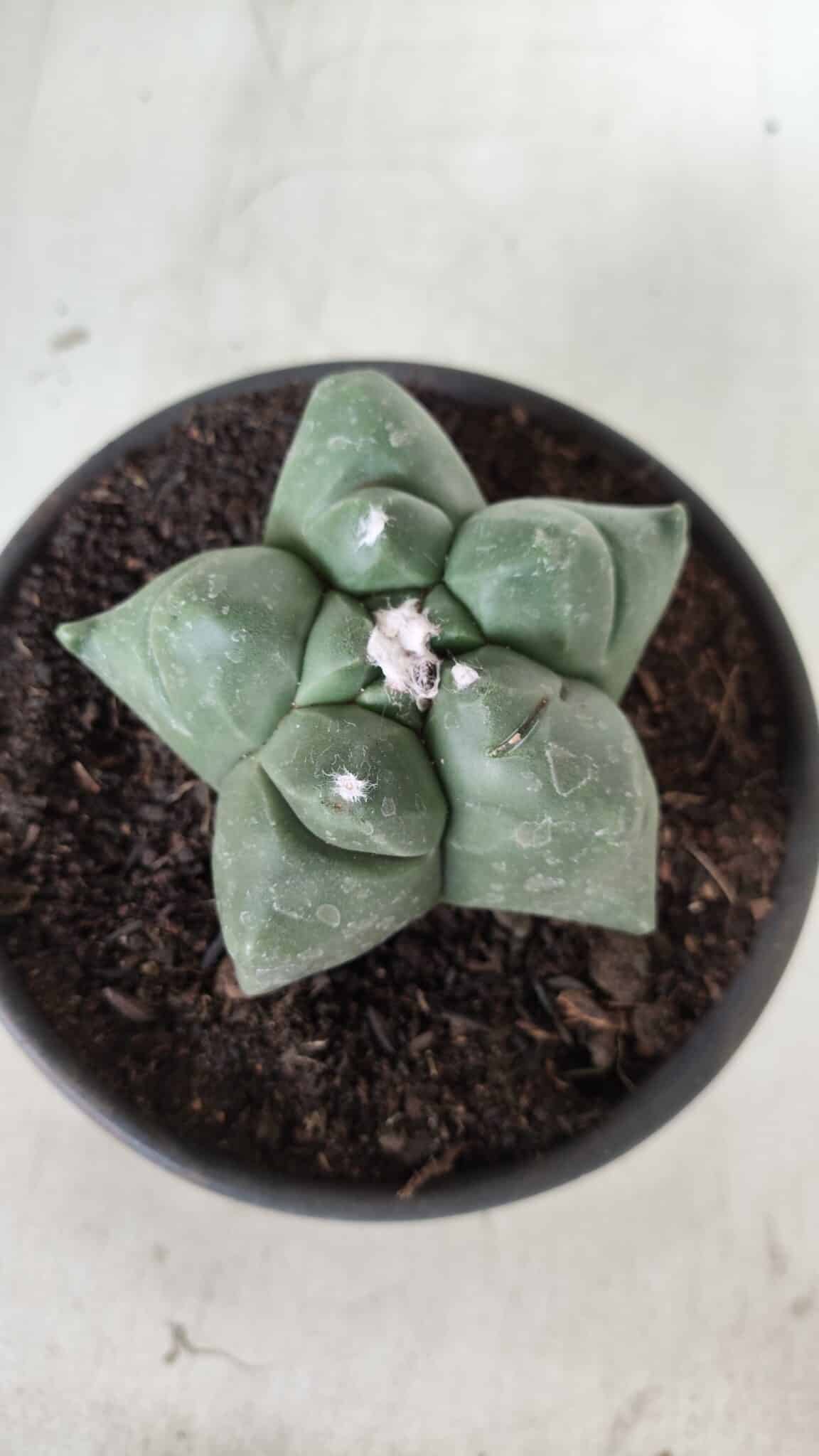 MATRIZ ASTROPHYTUM cv KIKKO Nº 672 – vaso 15