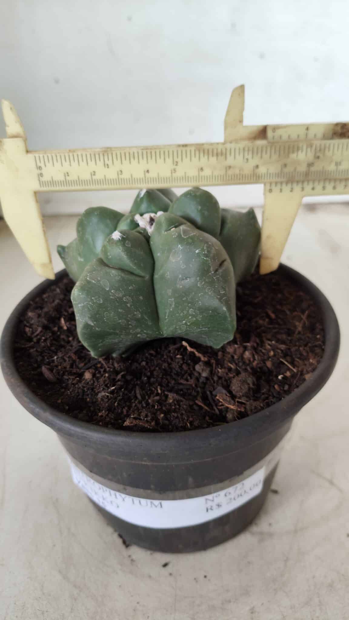 MATRIZ ASTROPHYTUM cv KIKKO Nº 672 – vaso 15