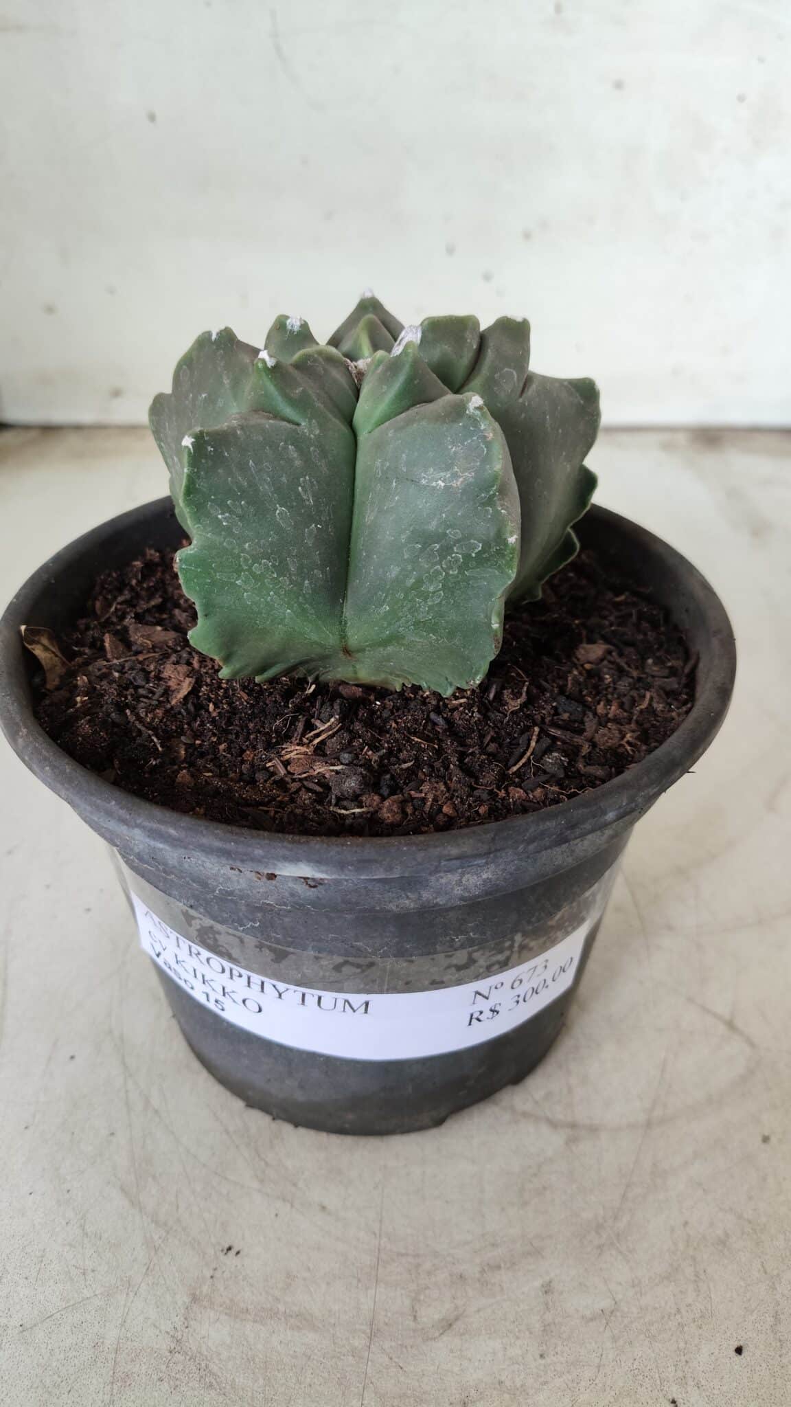 MATRIZ ASTROPHYTUM cv KIKKO Nº 673 – vaso 15