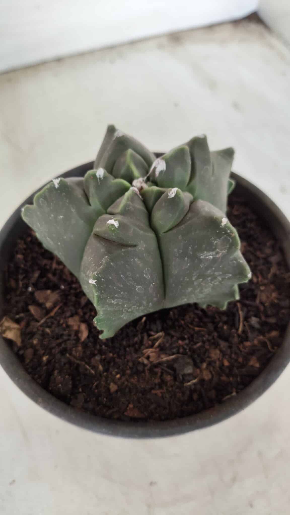 MATRIZ ASTROPHYTUM cv KIKKO Nº 673 – vaso 15