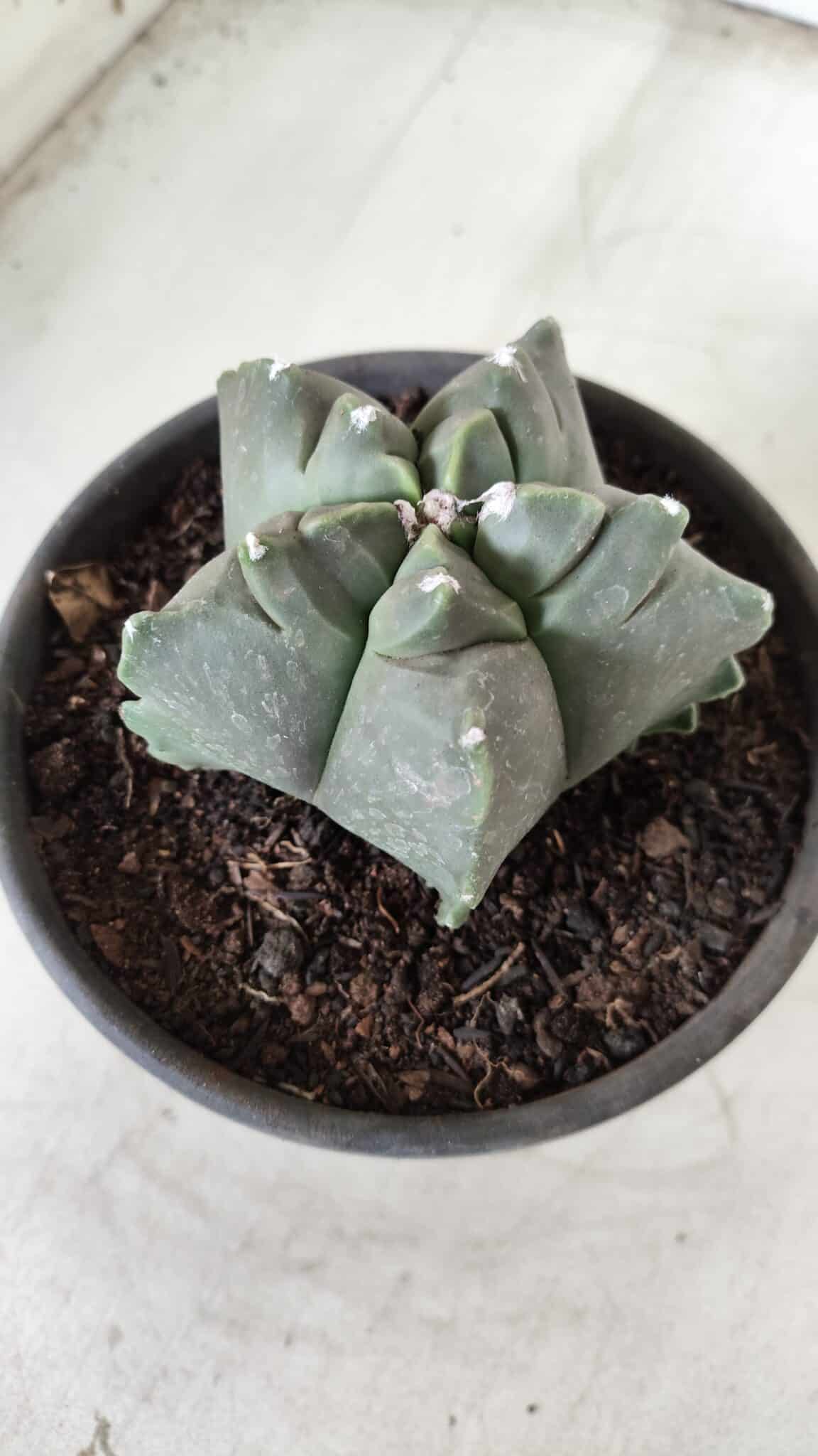 MATRIZ ASTROPHYTUM cv KIKKO Nº 673 – vaso 15