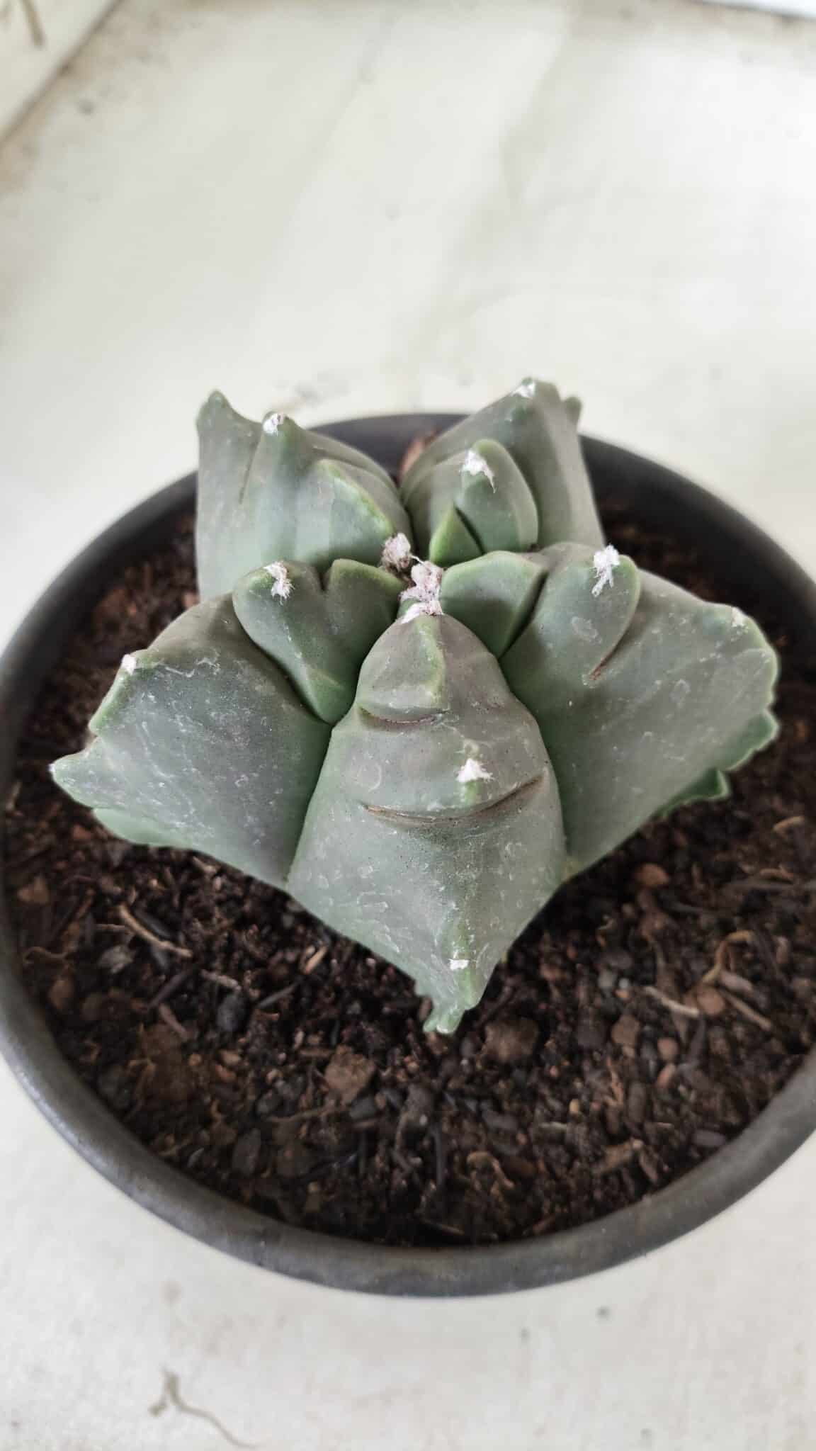 MATRIZ ASTROPHYTUM cv KIKKO Nº 673 – vaso 15