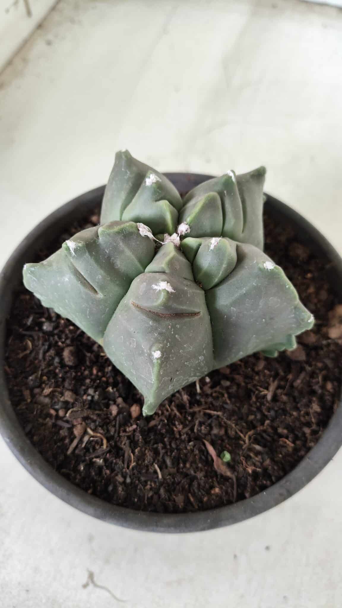 MATRIZ ASTROPHYTUM cv KIKKO Nº 673 – vaso 15