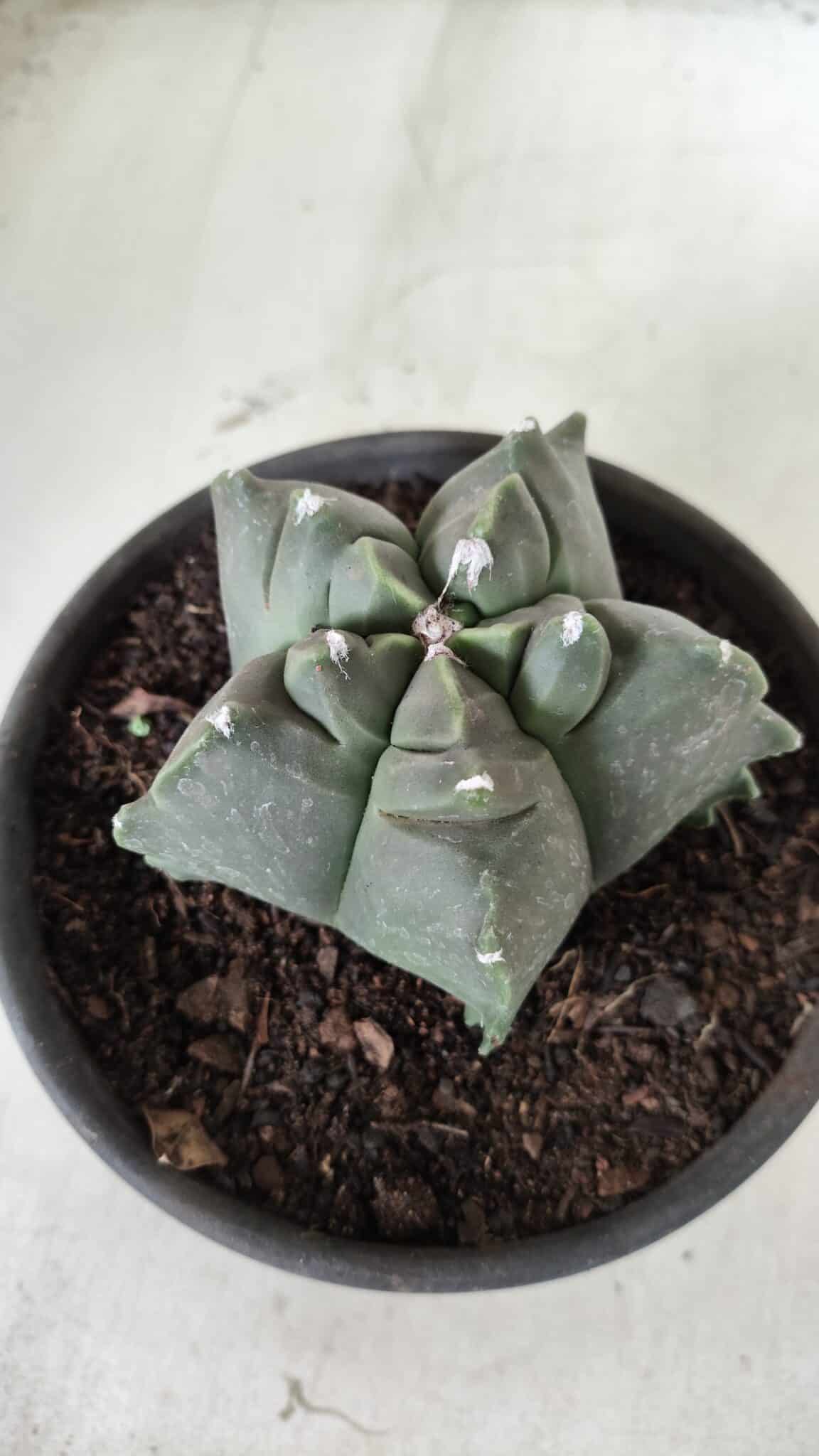 MATRIZ ASTROPHYTUM cv KIKKO Nº 673 – vaso 15