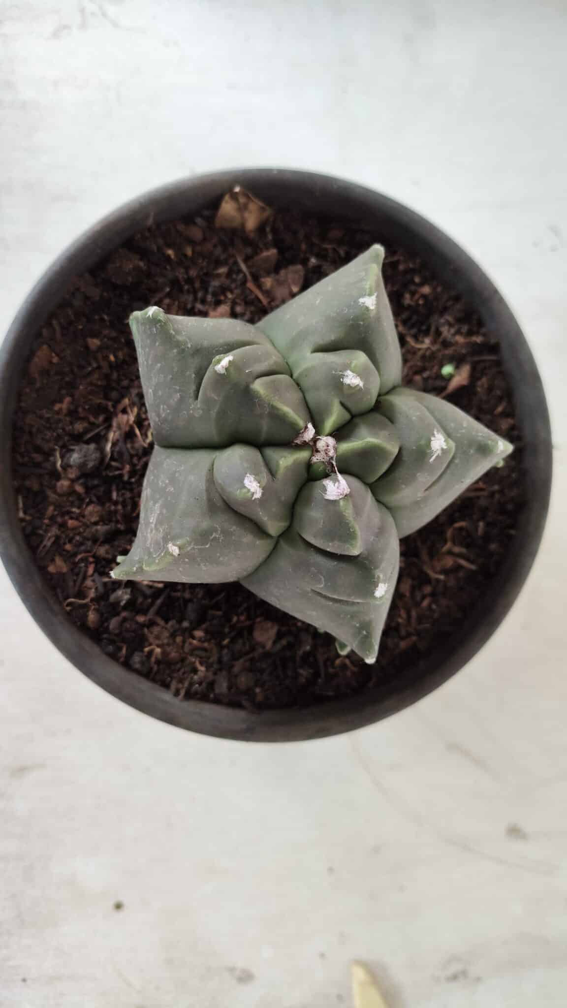 MATRIZ ASTROPHYTUM cv KIKKO Nº 673 – vaso 15