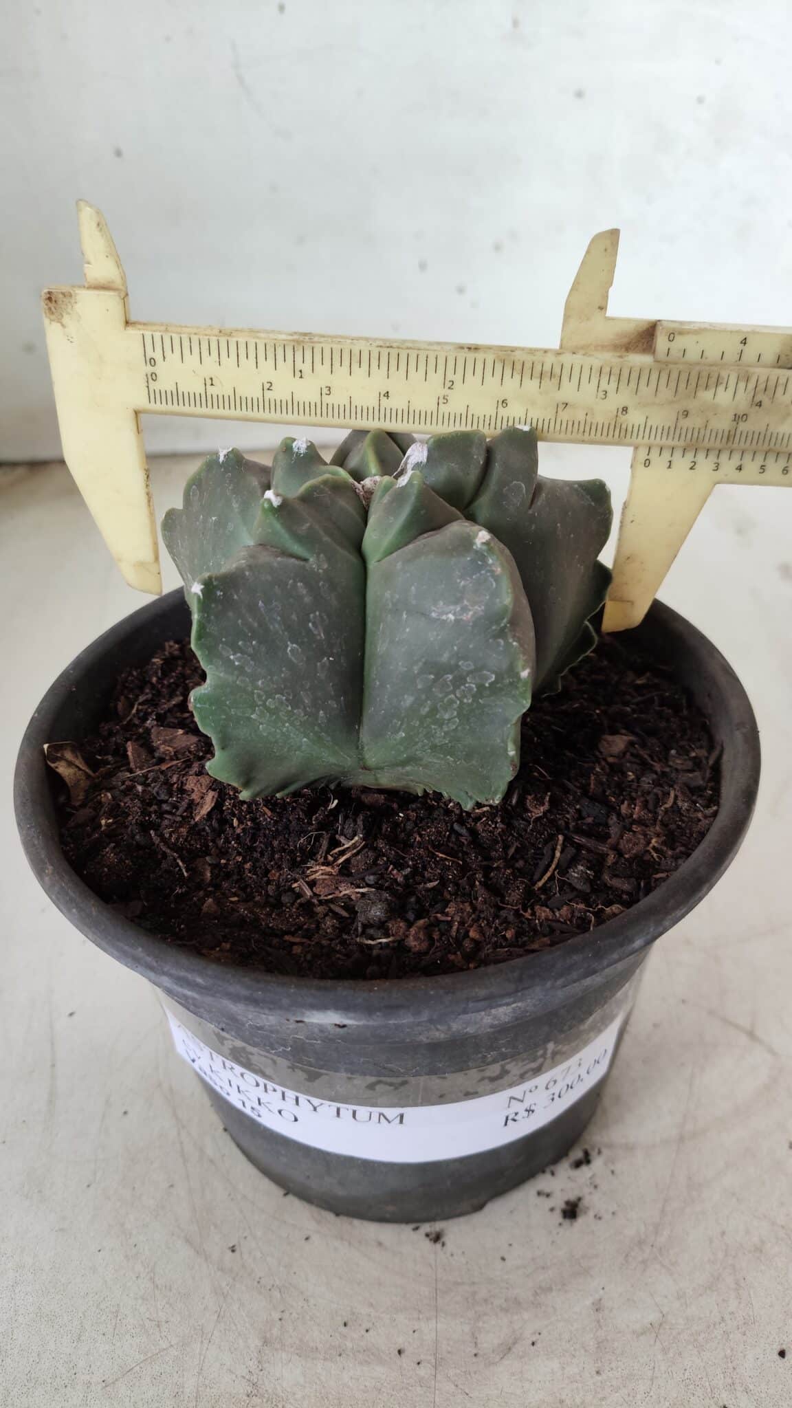 MATRIZ ASTROPHYTUM cv KIKKO Nº 673 – vaso 15