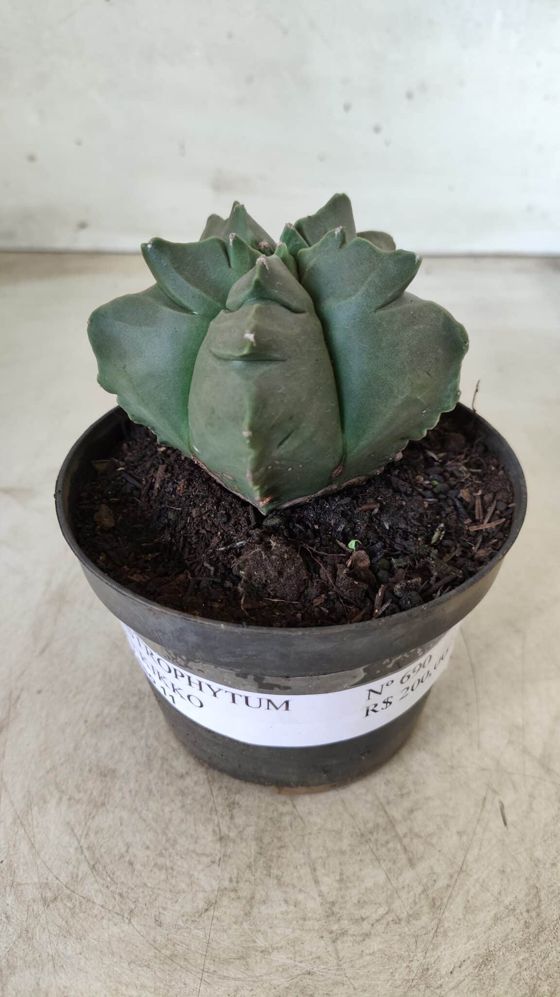 ASTROPHYTUM cv KIKKO Nº 690 – vaso 11