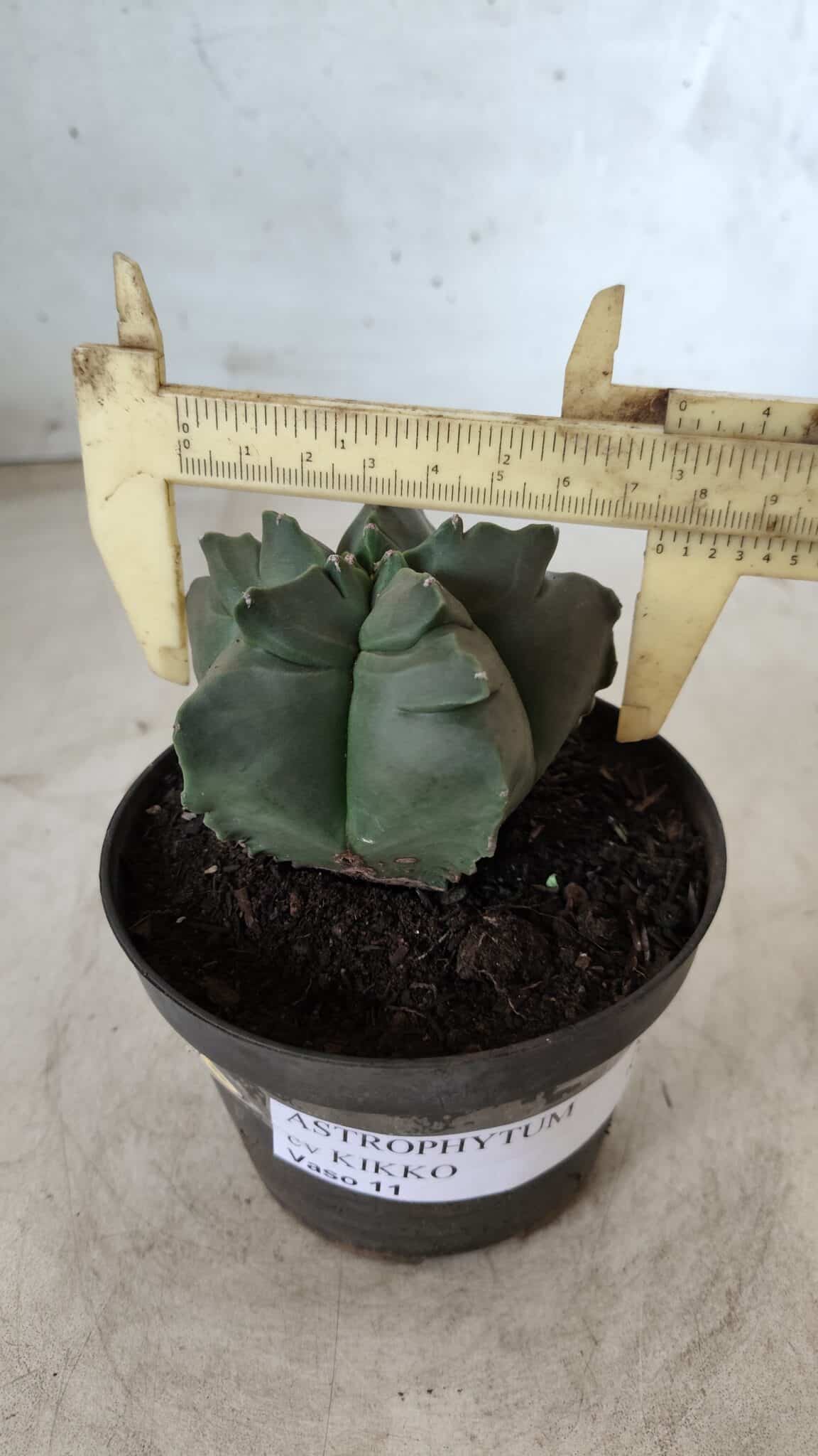 ASTROPHYTUM cv KIKKO Nº 690 – vaso 11