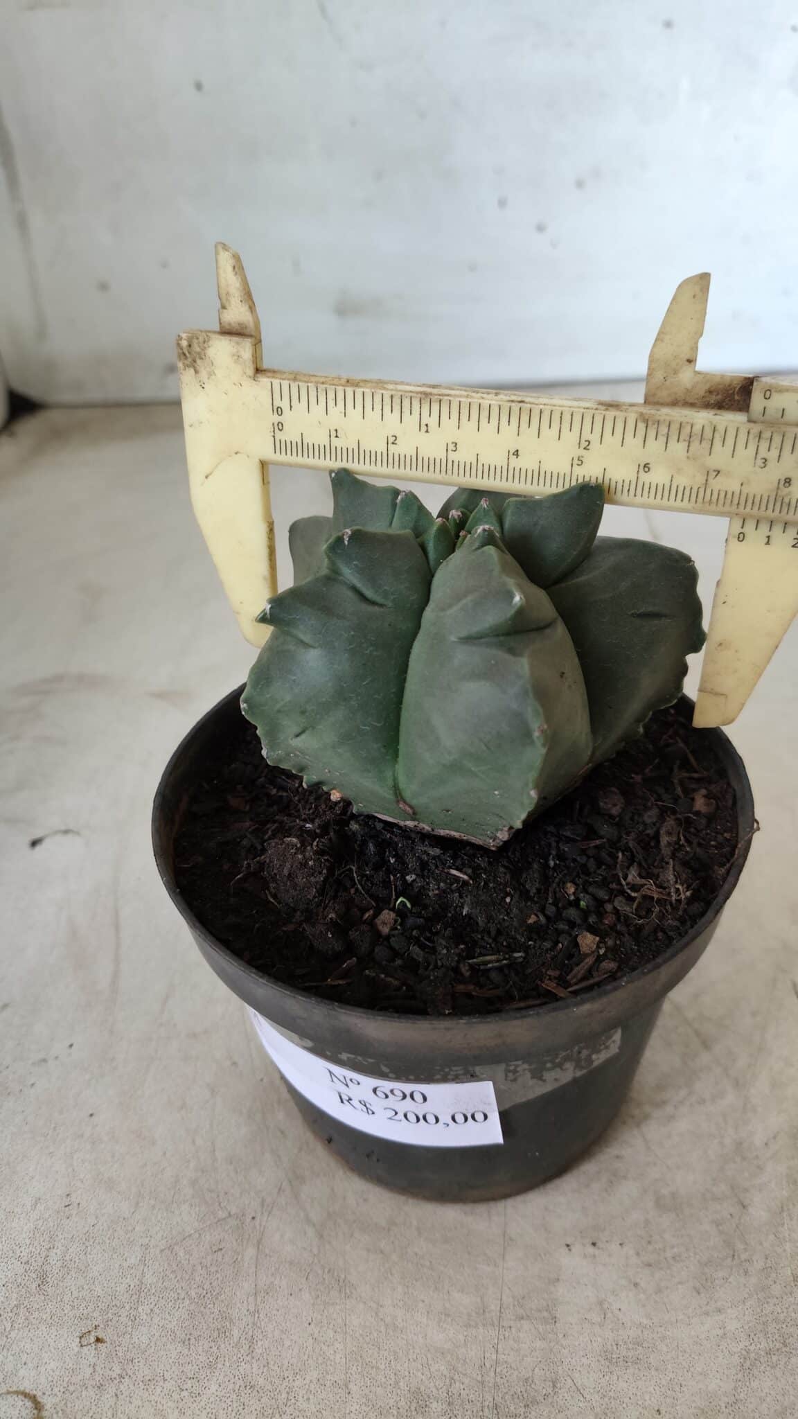 ASTROPHYTUM cv KIKKO Nº 690 – vaso 11