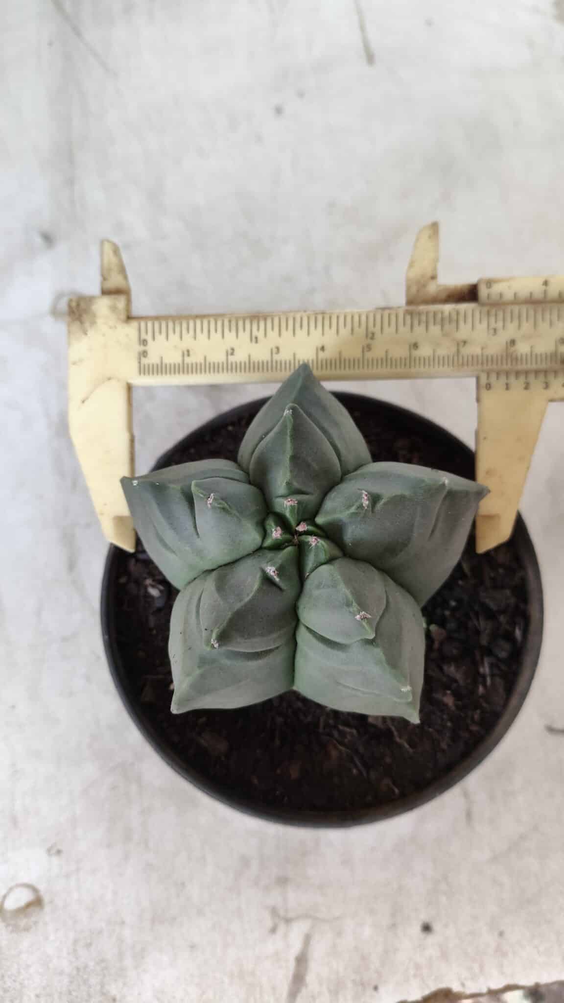 ASTROPHYTUM cv KIKKO Nº 690 – vaso 11