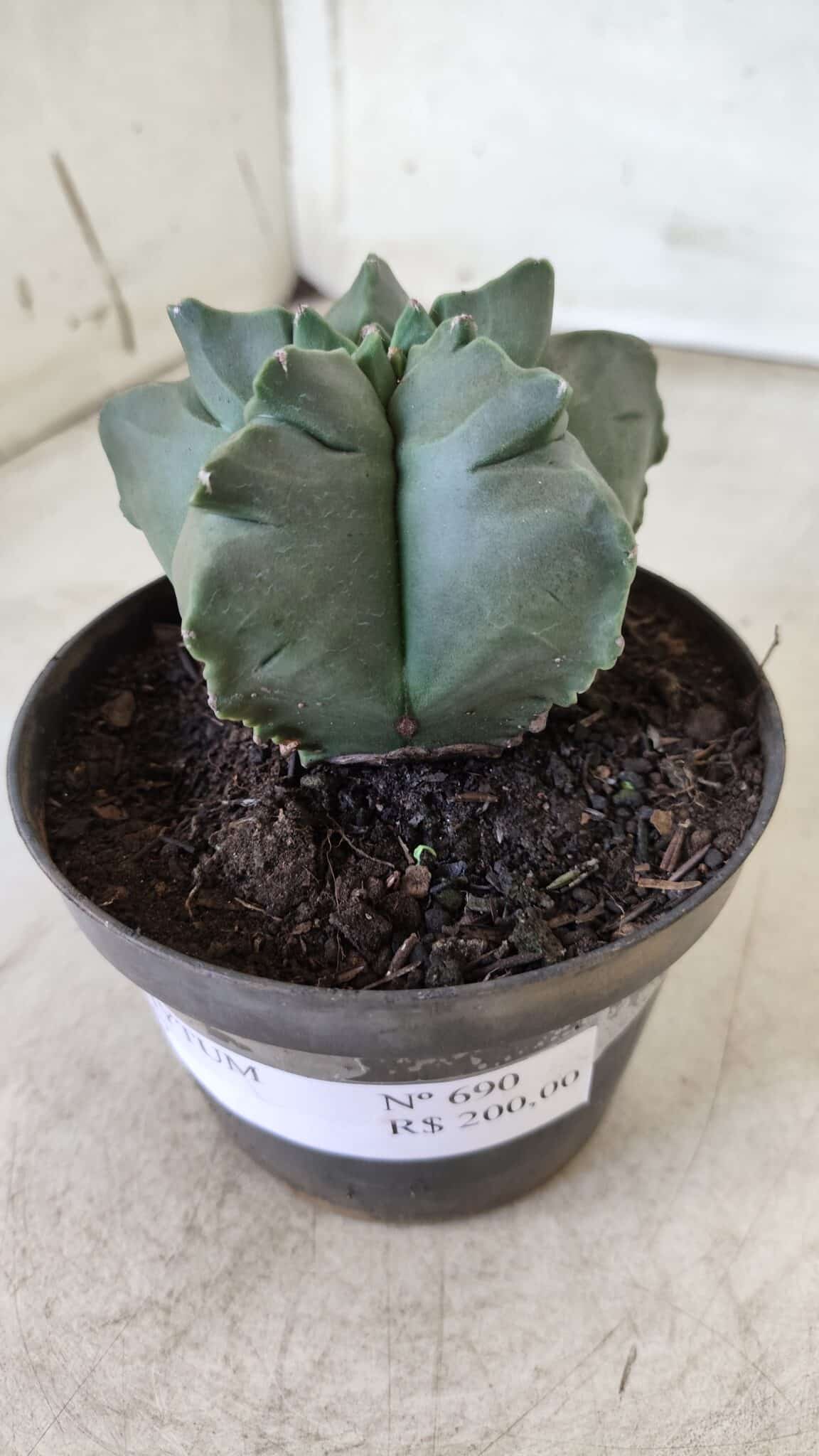 ASTROPHYTUM cv KIKKO Nº 690 – vaso 11