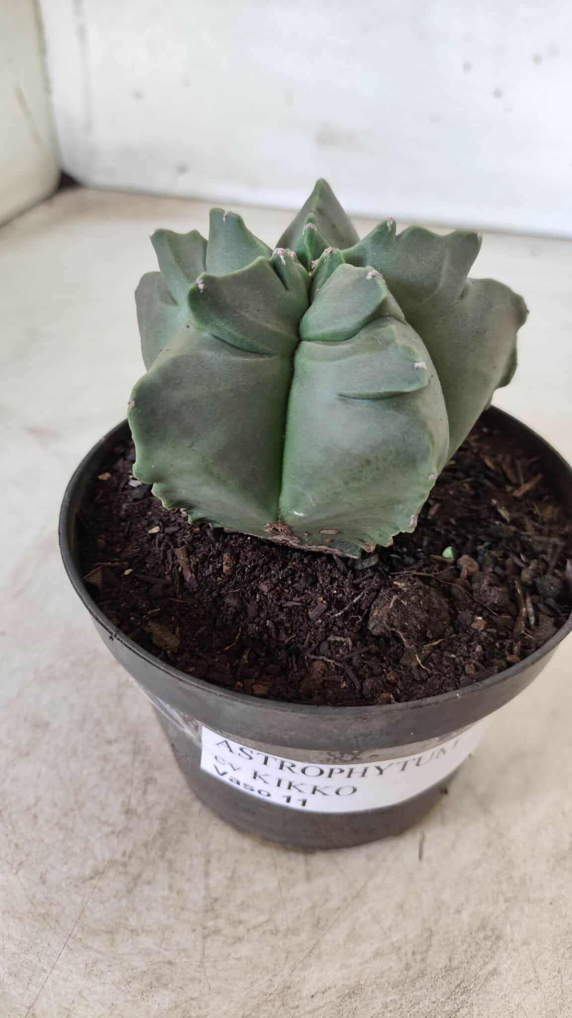 ASTROPHYTUM cv KIKKO Nº 690 – vaso 11