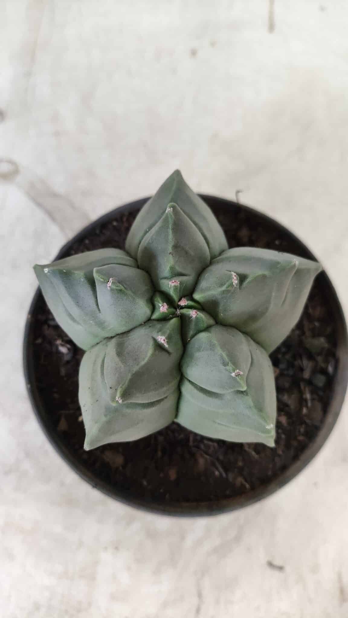 ASTROPHYTUM cv KIKKO Nº 690 – vaso 11