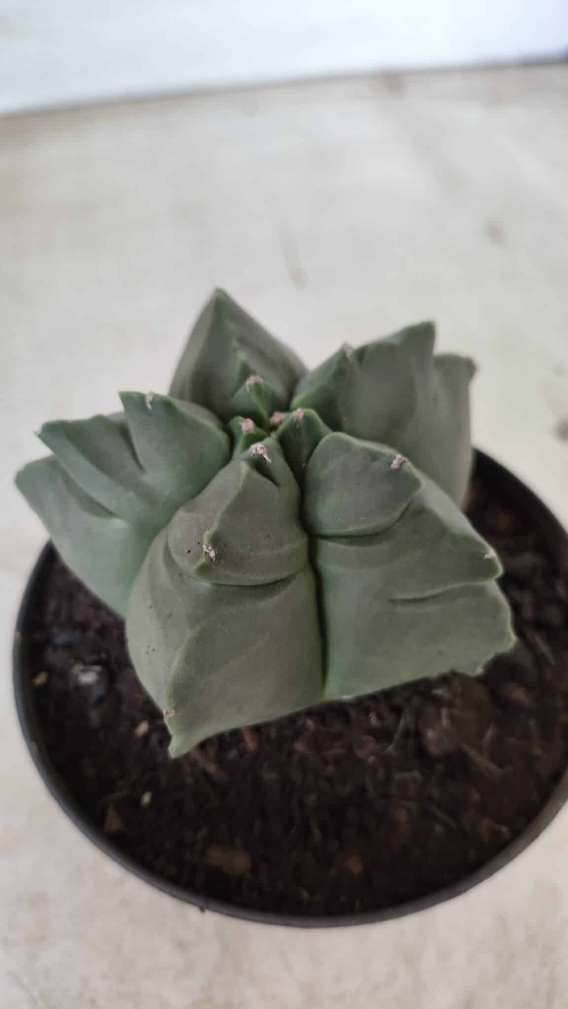 ASTROPHYTUM cv KIKKO Nº 690 – vaso 11